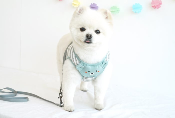 【SALE】 クマちゃんハーネス&リードセット 2color / 犬 犬用 ハーネス 小型犬 中型犬 ドッグウェア ペット用品 胴輪 犬用リュック