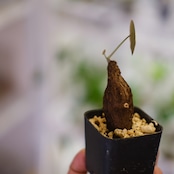 Stephania kaweesakii / ステファニア カウィーサキー㊱/ 観葉植物