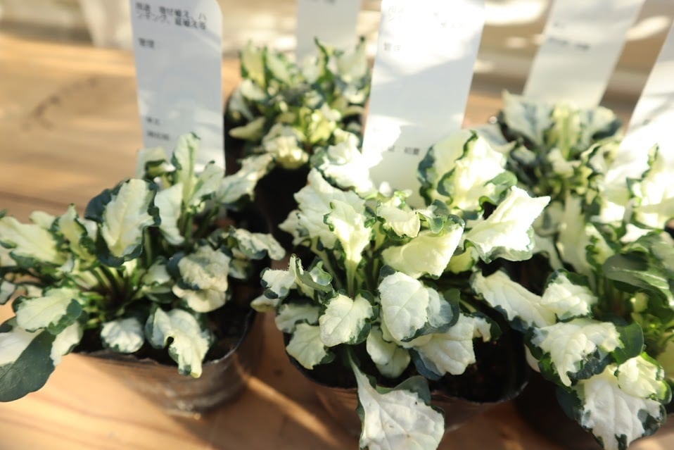 アジュガ アークティックフォックス ☆希少☆ アジュガ 『アークティックフォックス』 3寸 苗