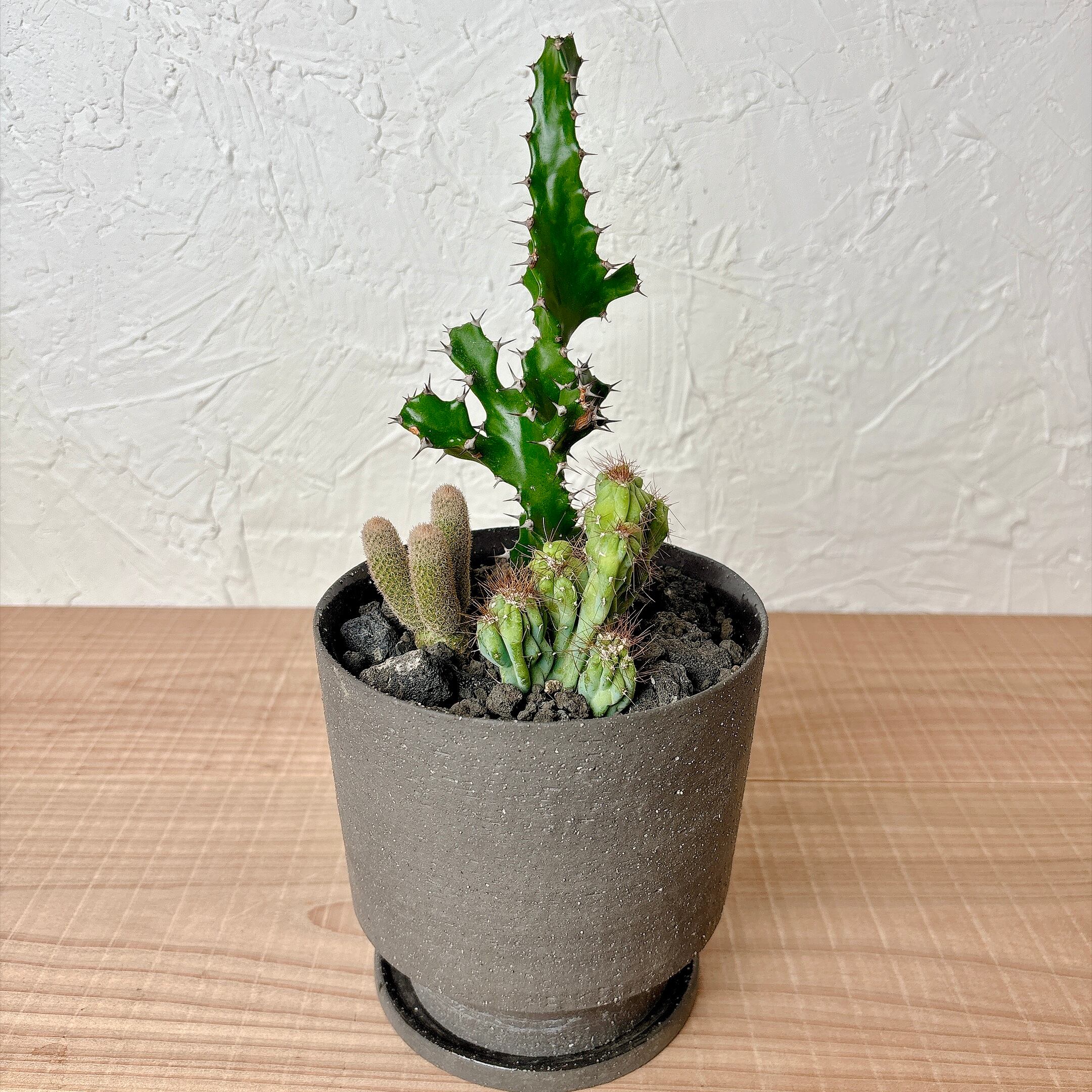 柱サボテン ブランチ [多肉植物、観葉植物] | yu25plants