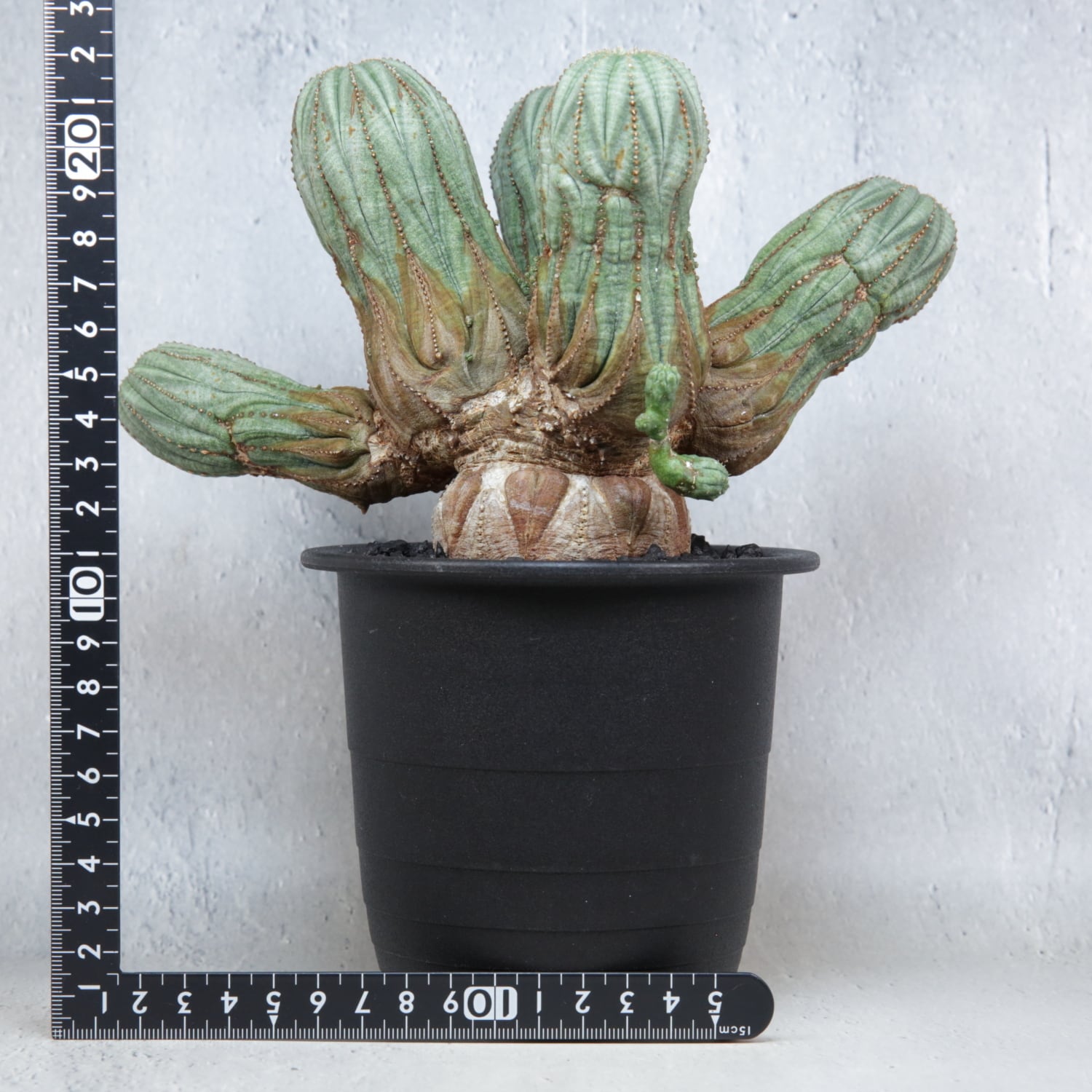 オベサ モンスト 横約7.5センチ オス株【超厳選株】超大株 直径約9cm