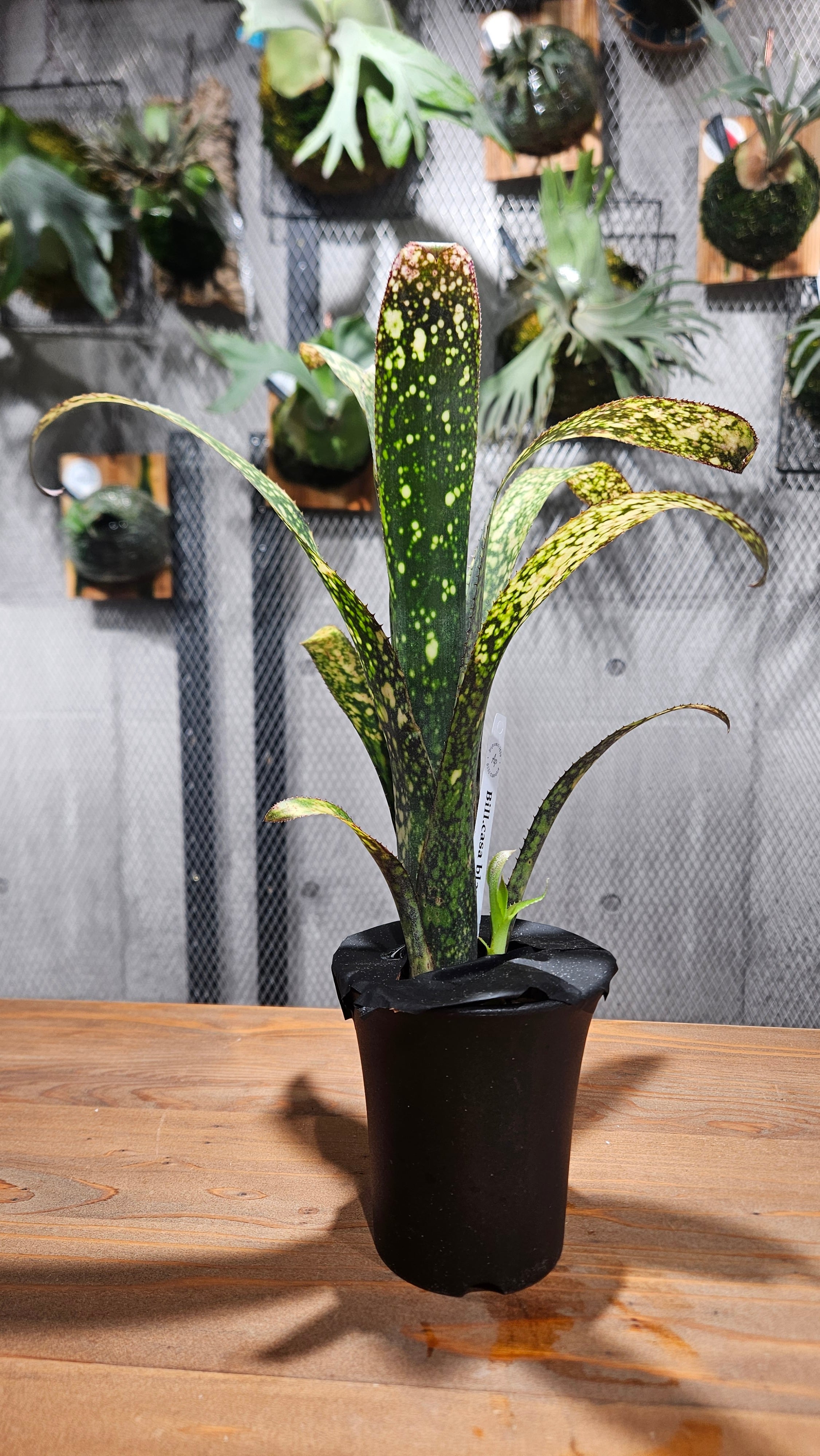 Billbergia Casablanca【artPLANTs】ビルベルギア/タンクブロメリア