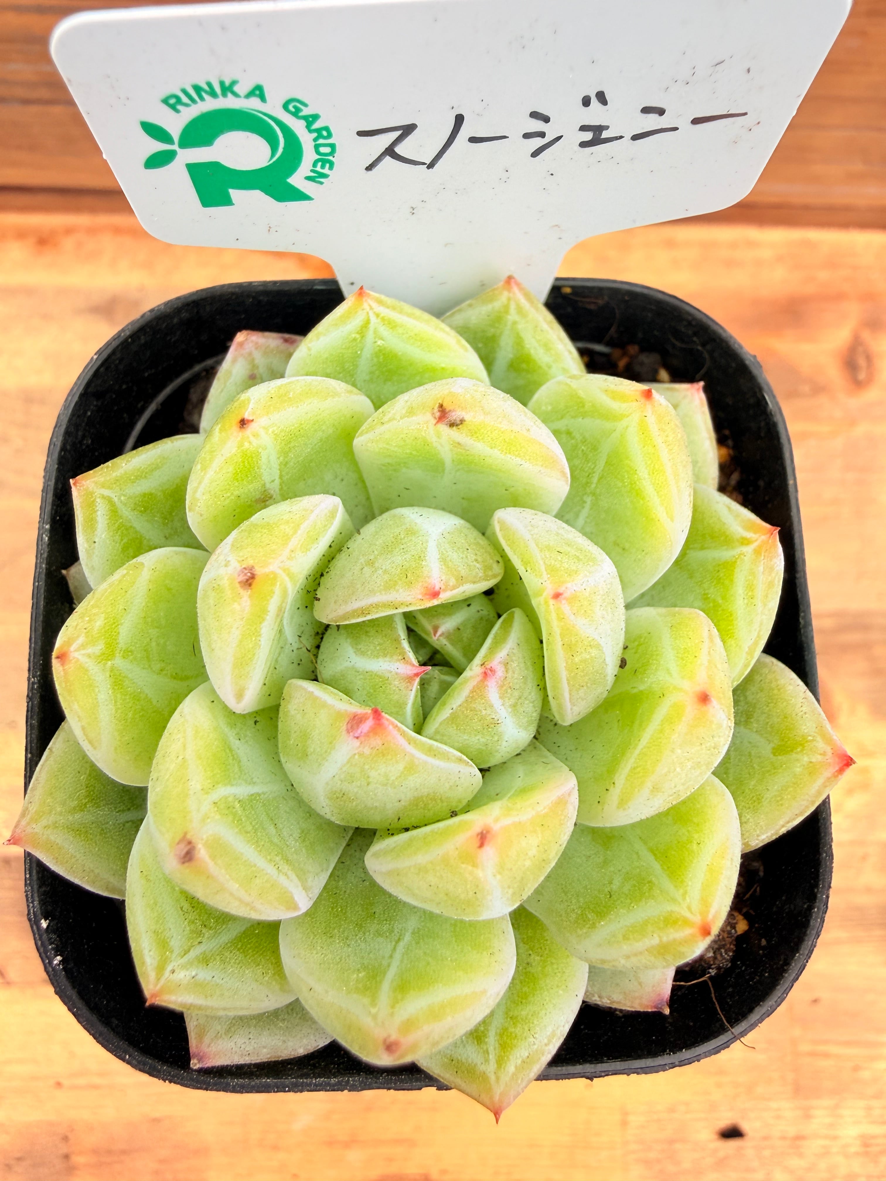 モーニングデュー 一寸鉢 多肉植物 エケベリア | PAY ID