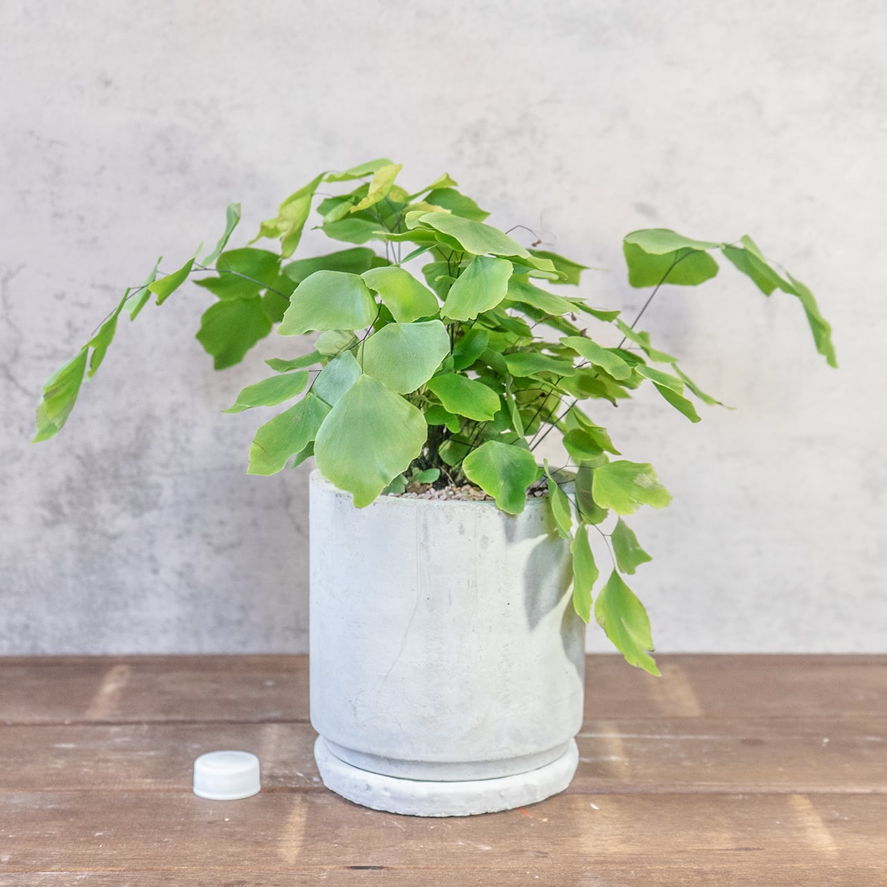 【揺れる銀緑色のシルク】アジアンタム・ペルビアナム。無骨な手づくりモルタル鉢が、その繊細さをより一層、引き立てます。／一株の厳選／虫発生抑制／送料全国一律850円