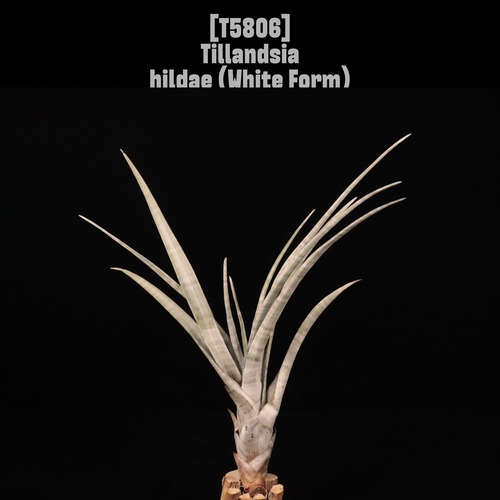 Tillandsia hildae (white Form)〔ティランジア〕T5806