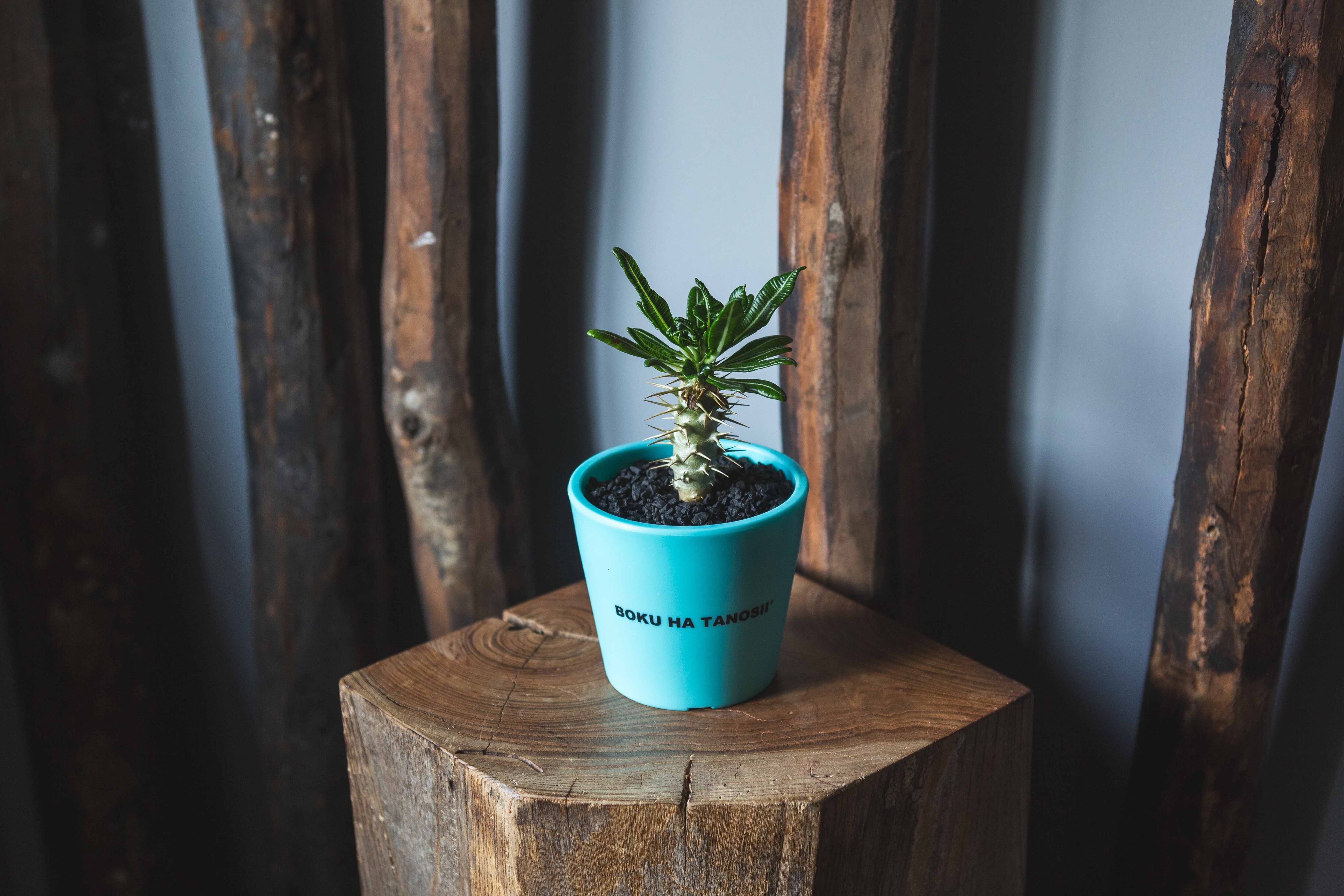 【新作】アンボンゲンセ × ボクタノ鉢【BOKU HA TANOSII】Pachypodium ambongense