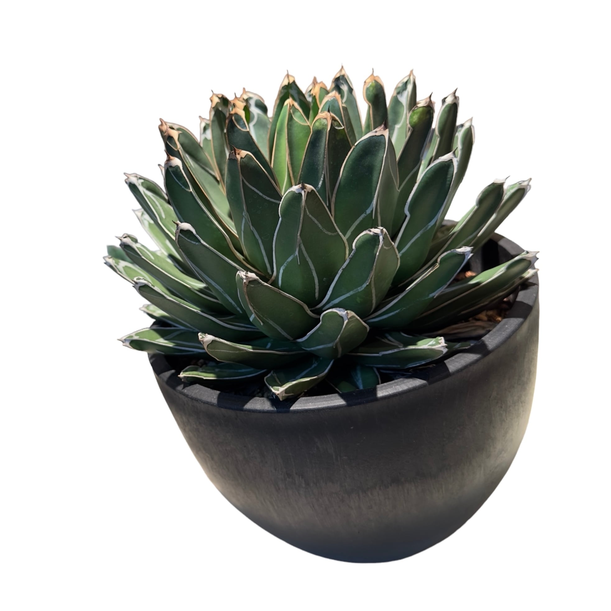 agave Victoria reginae / アガベ ヴィクトリアレジーナ 笹の雪 agave Victoria reginae / アガベ ヴィクトリアレジーナ 笹の雪