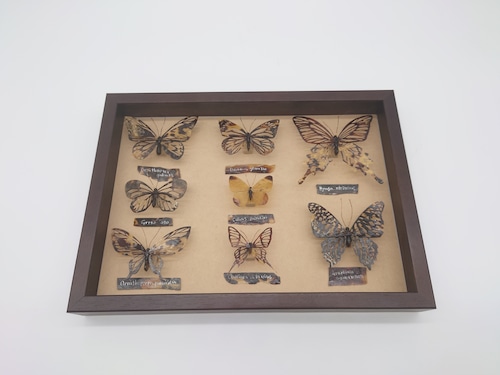 蝶々標本額　（chou-gaku）