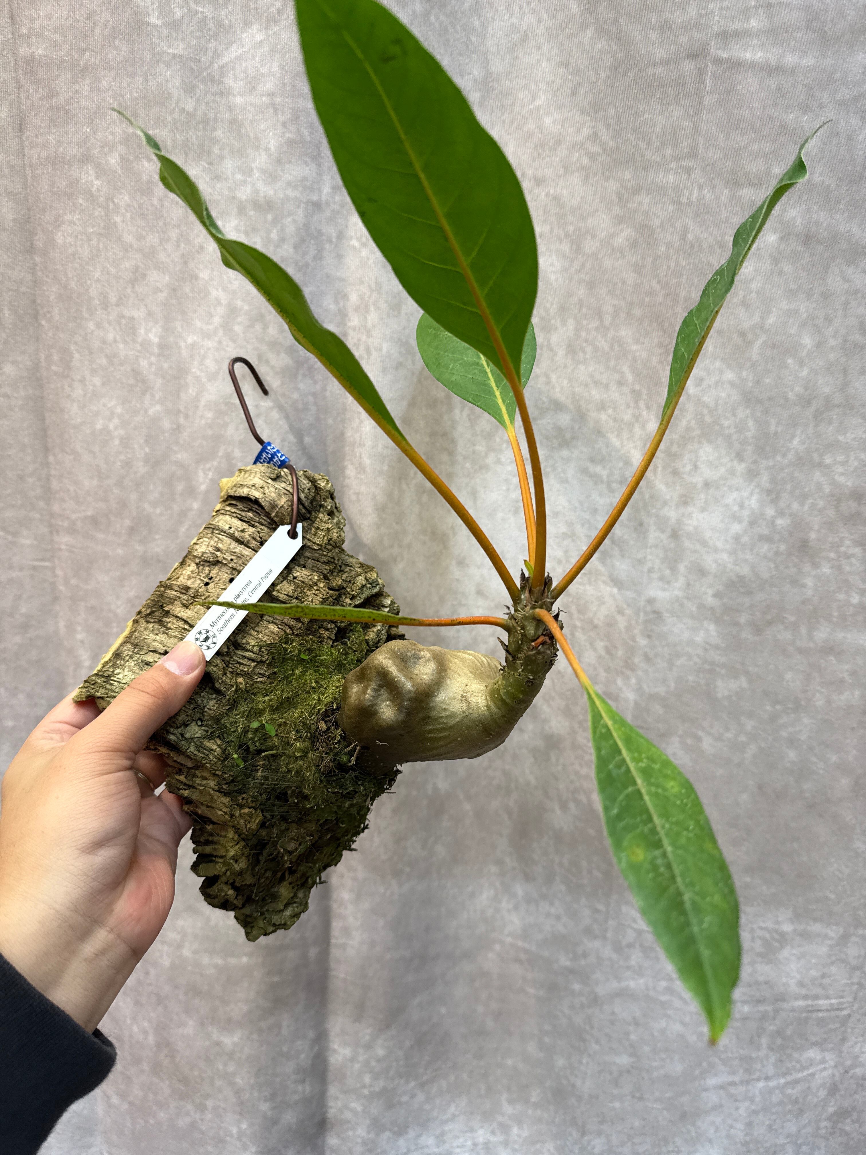 熱帯植物　アロカシア ジャックリン バリエガータ　斑入り 123.. Alocasia Jacklyn variegata / アロカシアジャックリン斑入り
