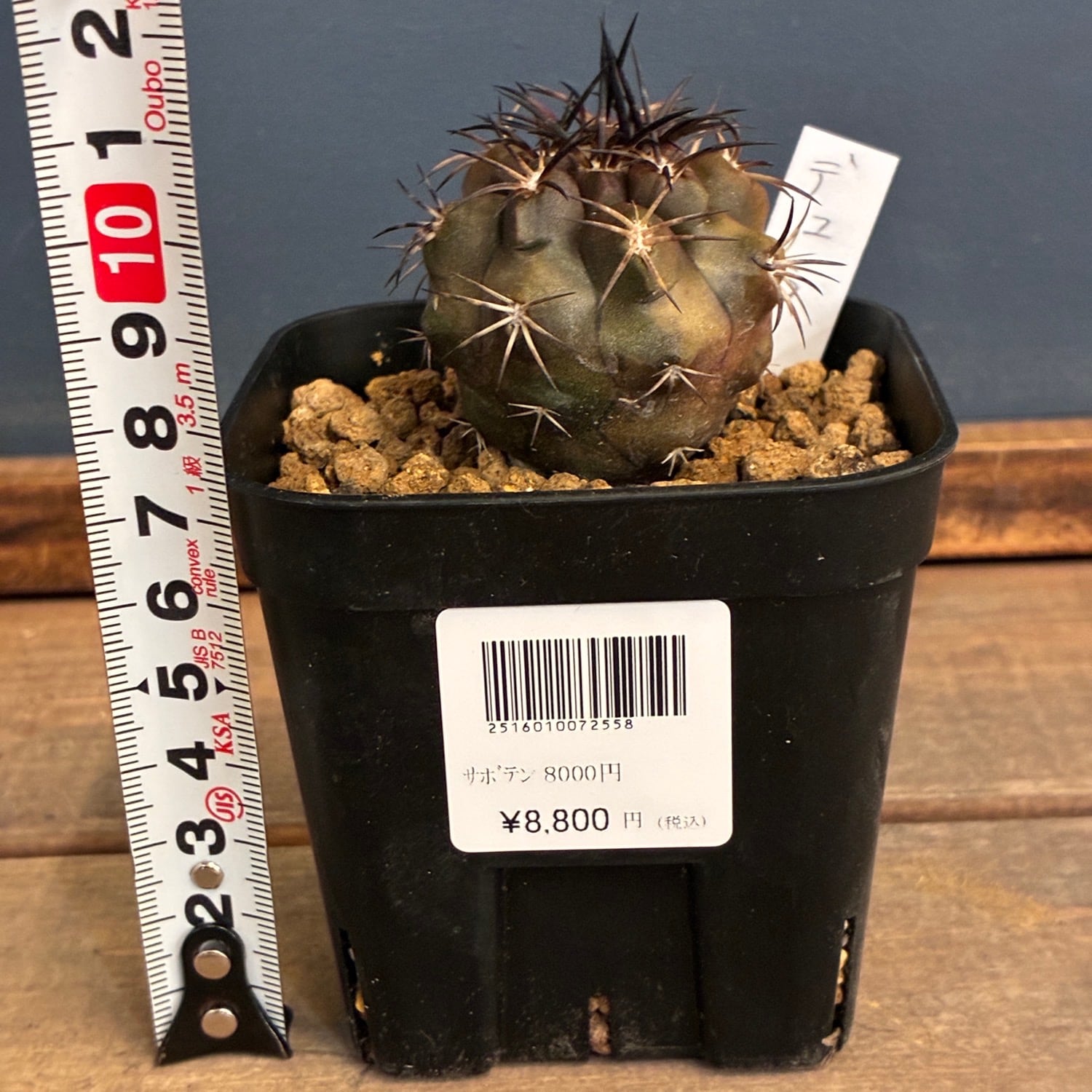 Copiapoa】サボテン コピアポア デュラ 銅羅丸実生【710】 | PROTOLEAF