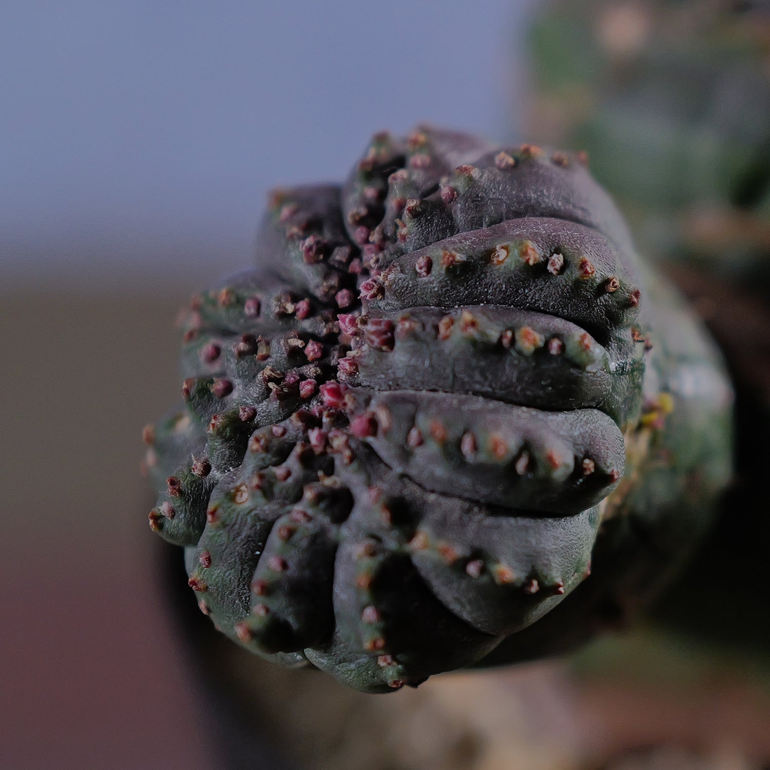 超厳選株】大株 最大幅約9.8cm 仔吹き 円扇綴化 オベサ