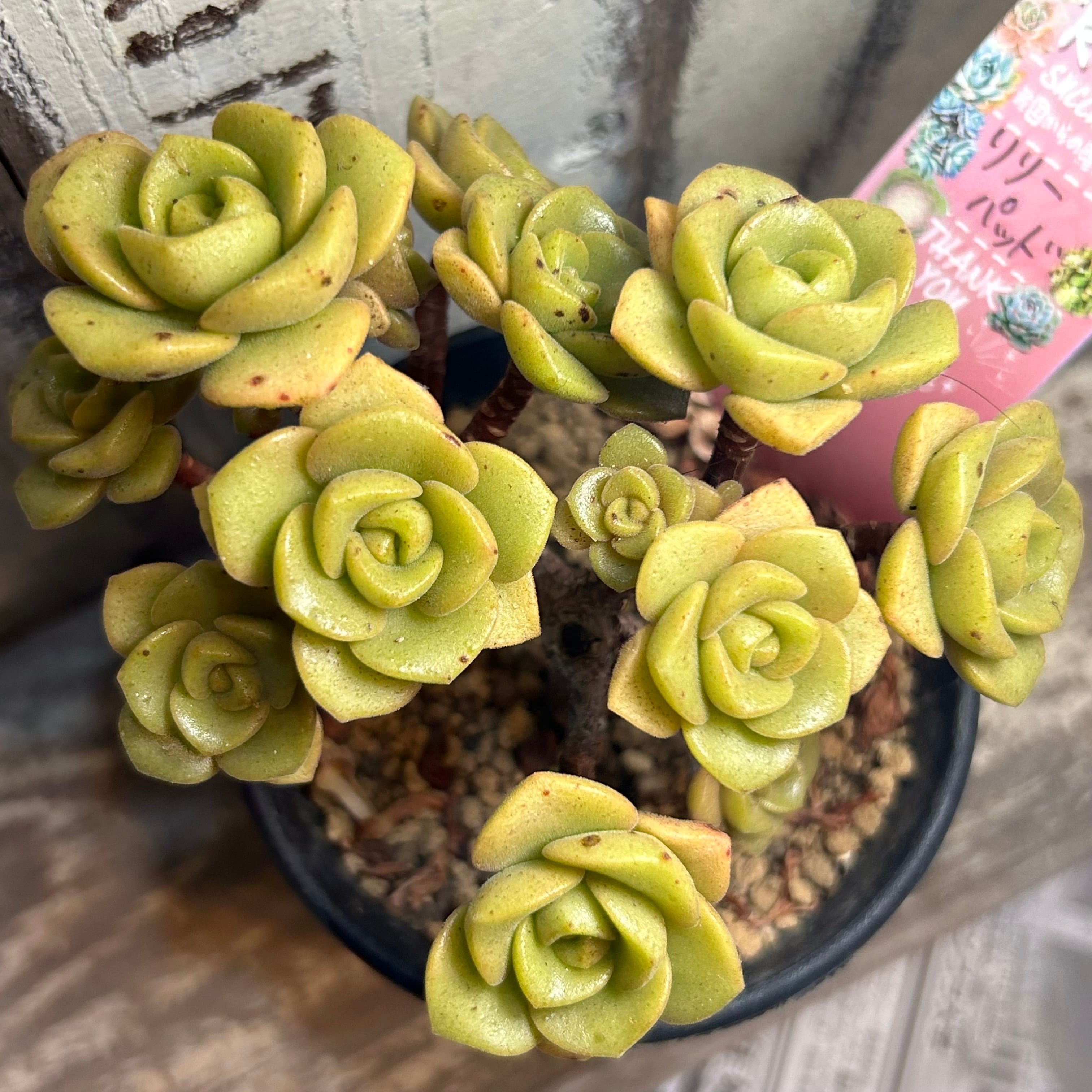 cd8a46f54233d77120aa5360d0e21e