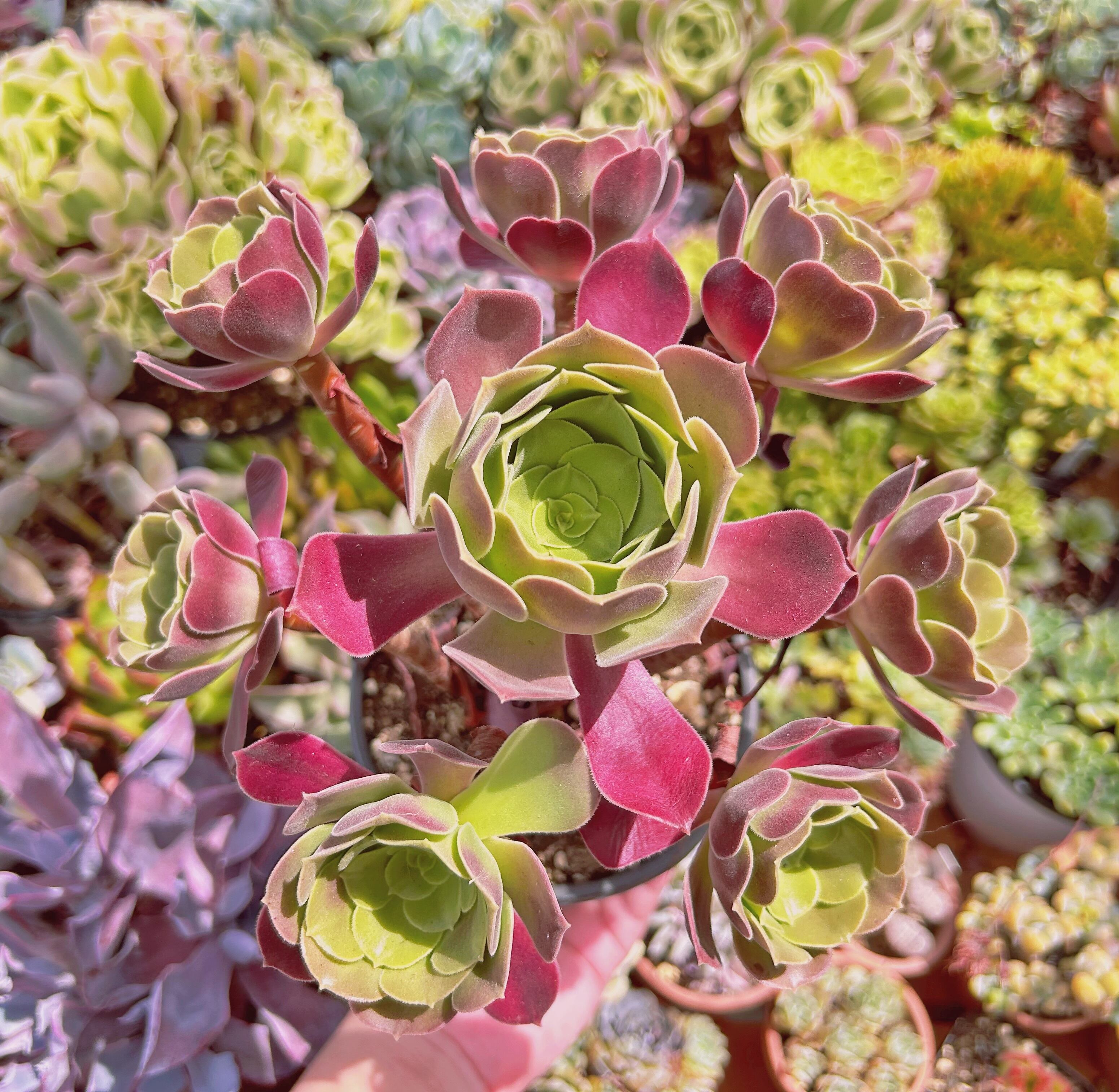 #2009現物　多肉植物　ローズ法師　特大　抜き苗