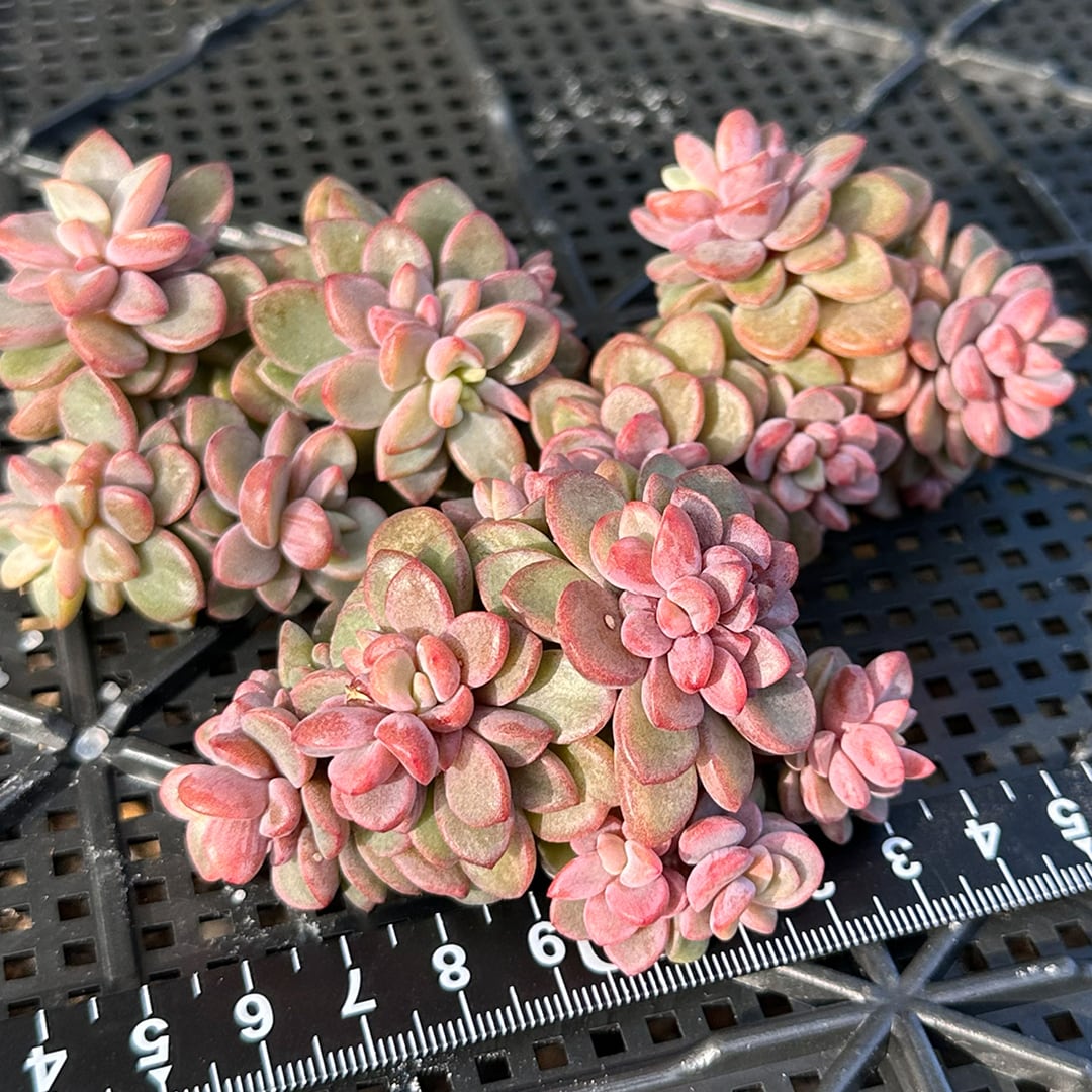 レズリー 多肉植物 韓国苗 | REONA Succulents