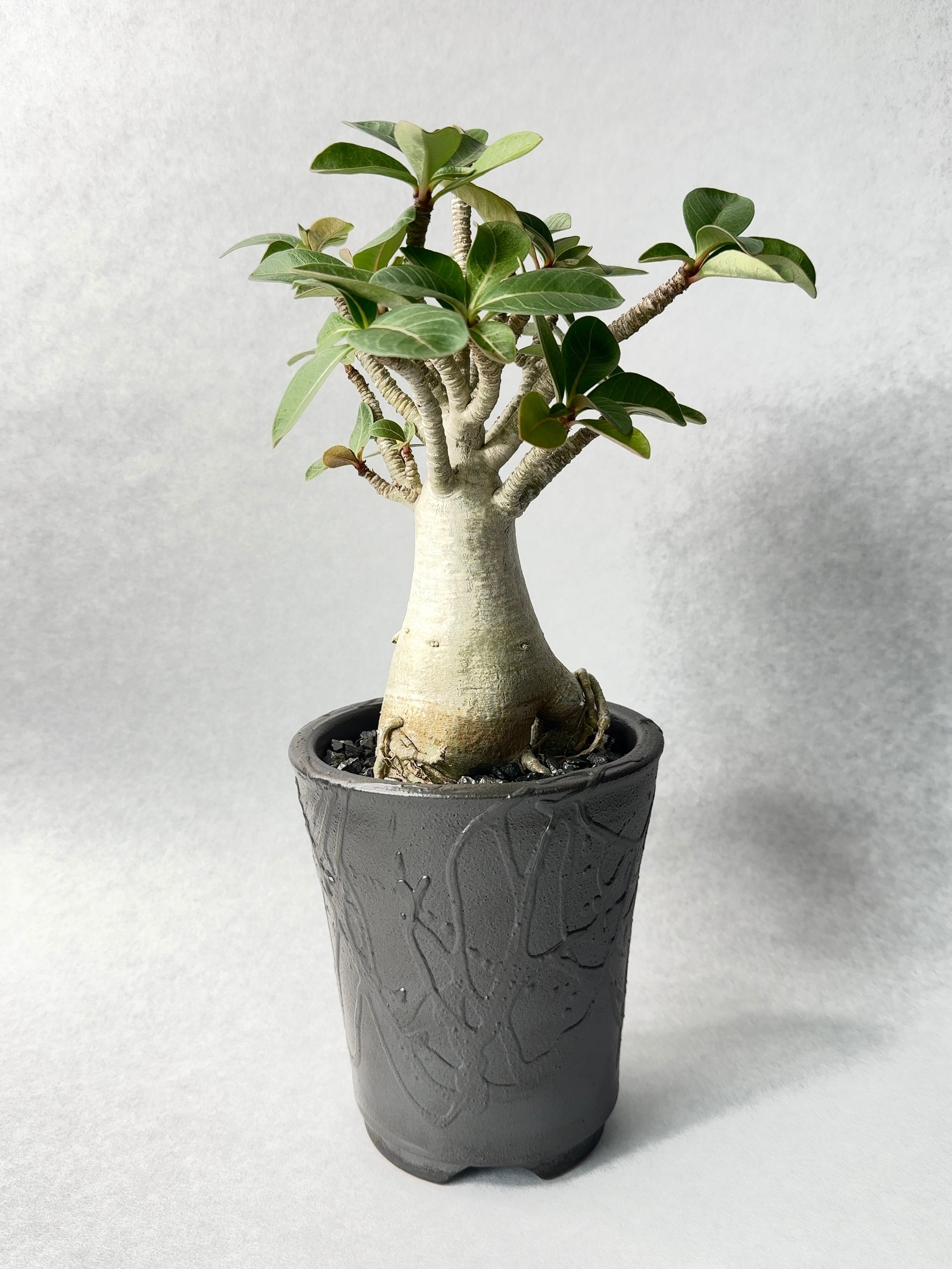 アデニウム・コンパクトセレクト | trigger