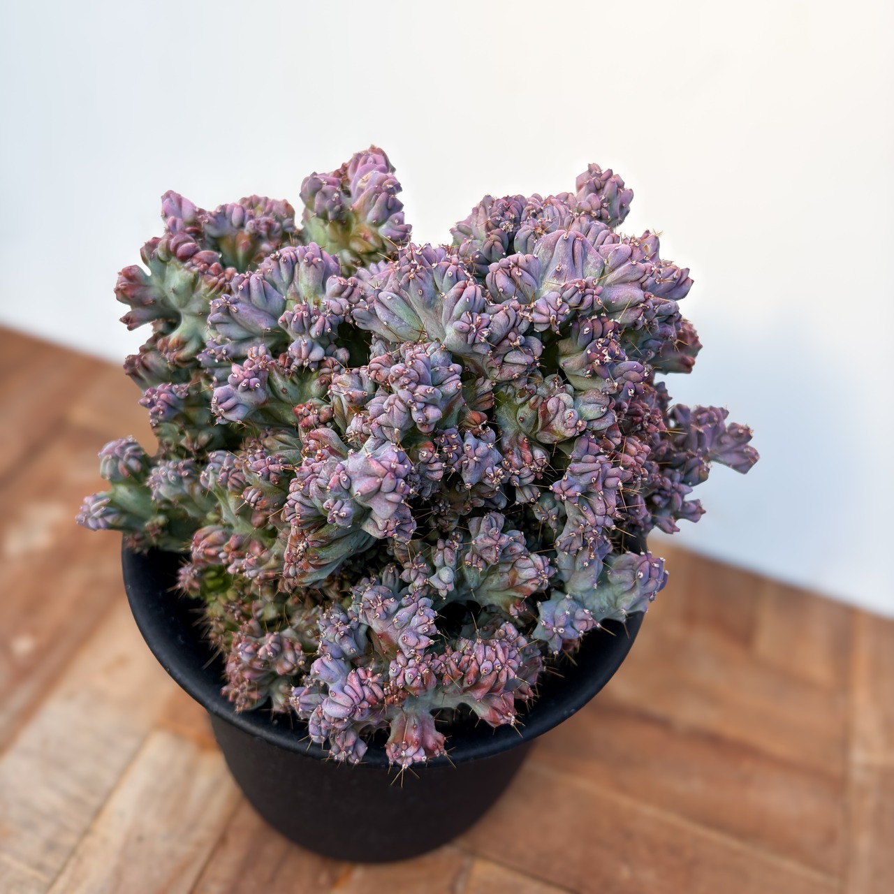 Myrtillocactus geometrizans【竜神木・モンスト】