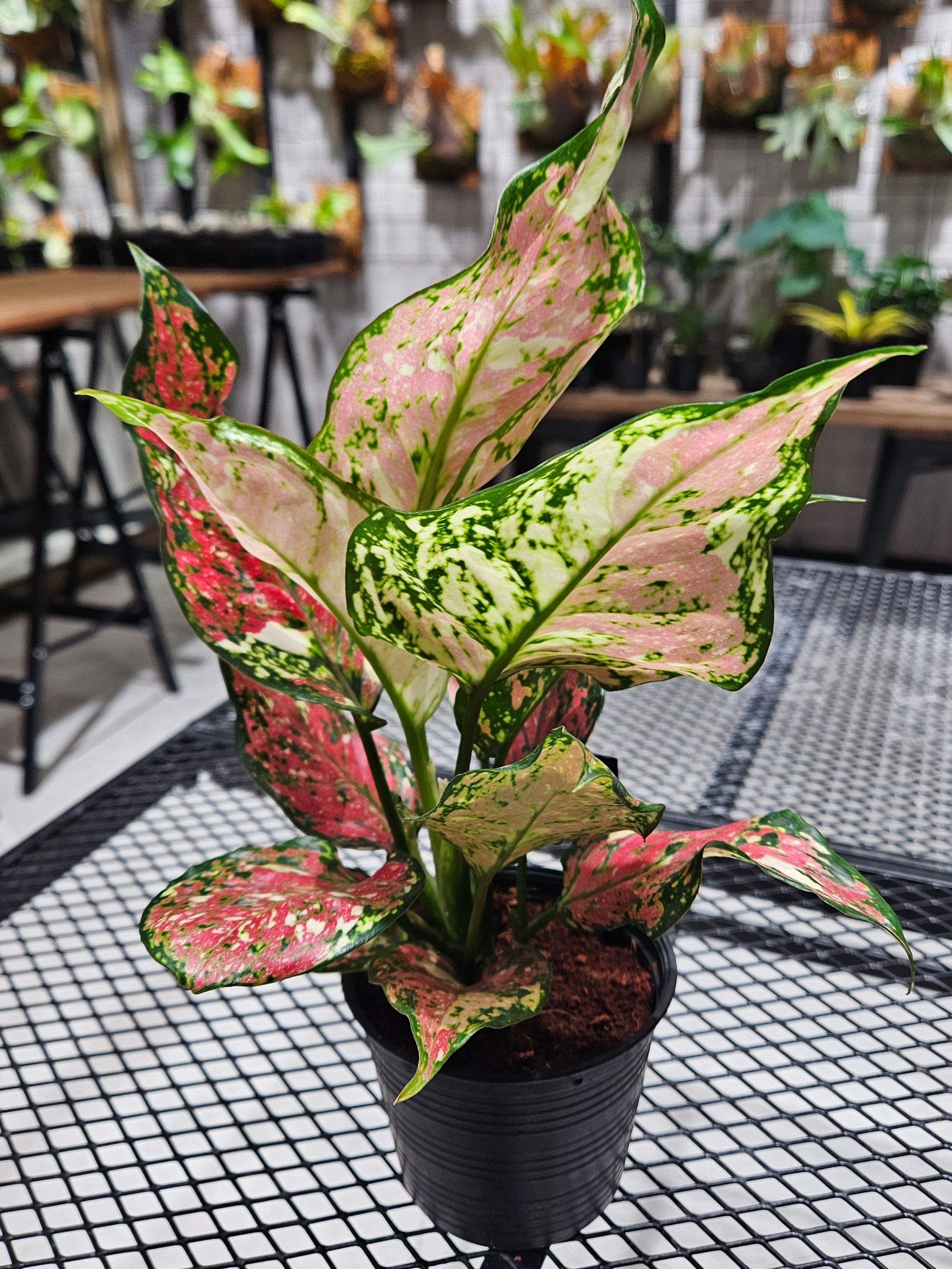 Aglaonema pictum tricolor(アグラオネマ ピクタム トリカラー 
