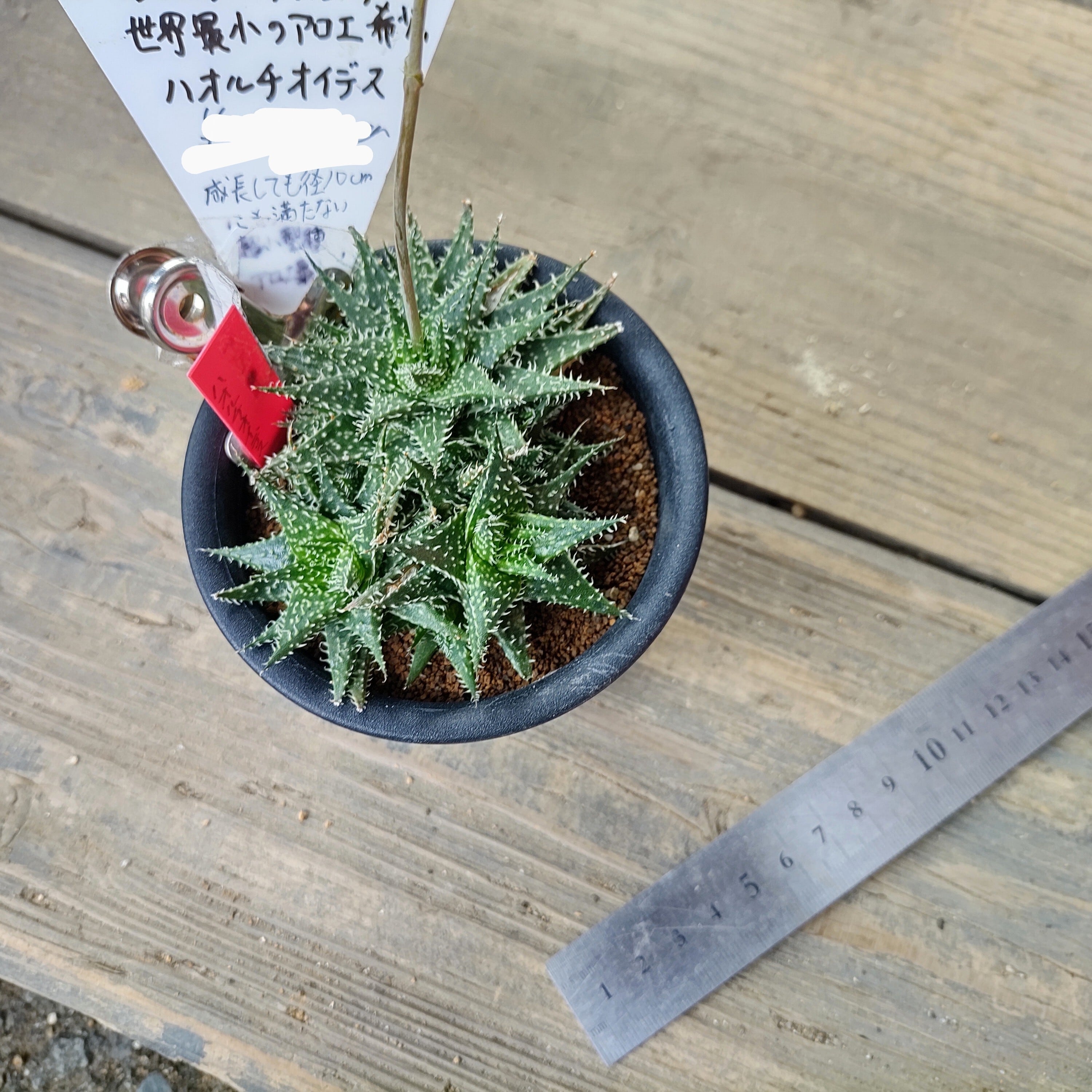 世界最小のアロエ ハオルチオイデス(赤タグ | RuPo 多肉植物専門店