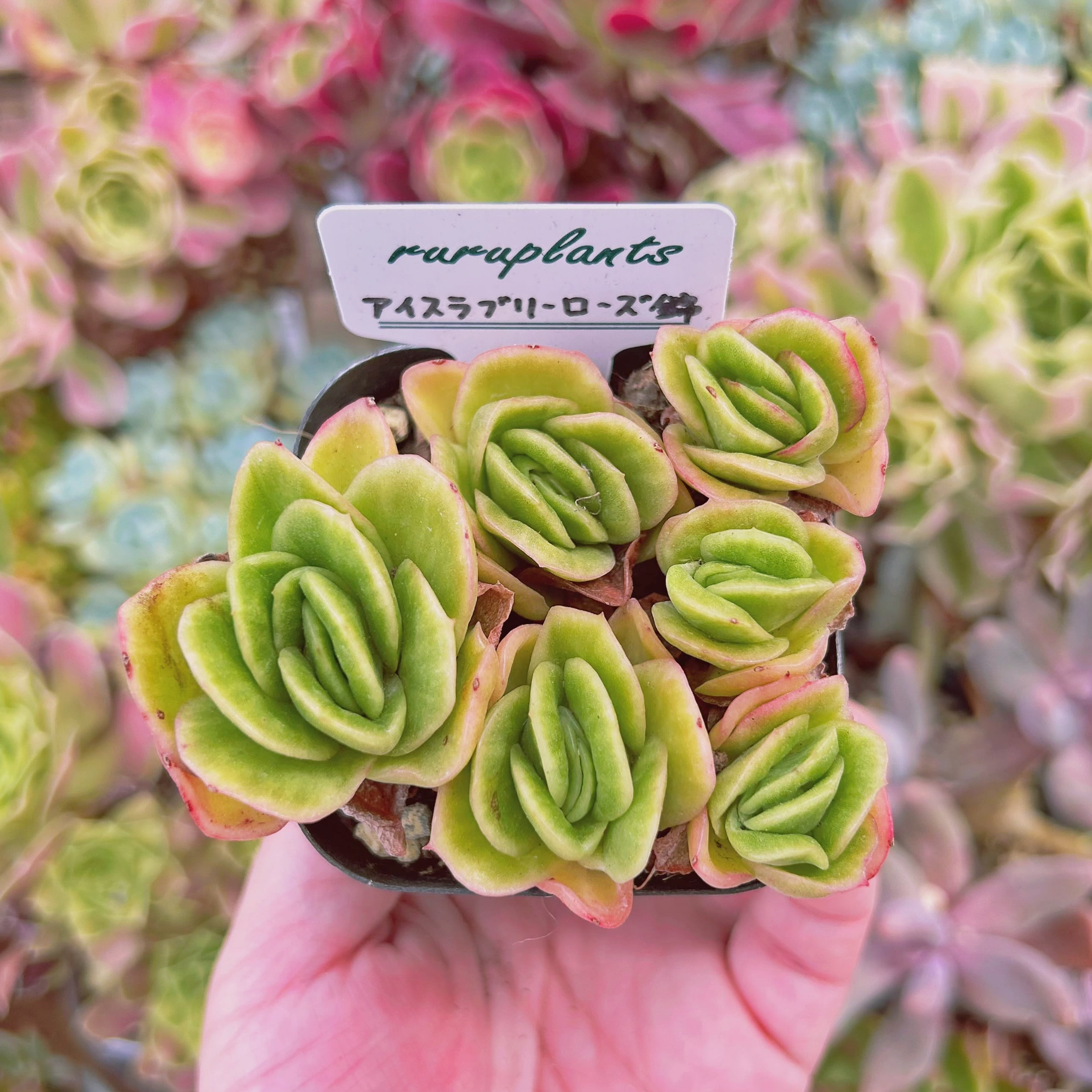 現物　多肉植物　アイスラブリーローズ錦　抜き苗