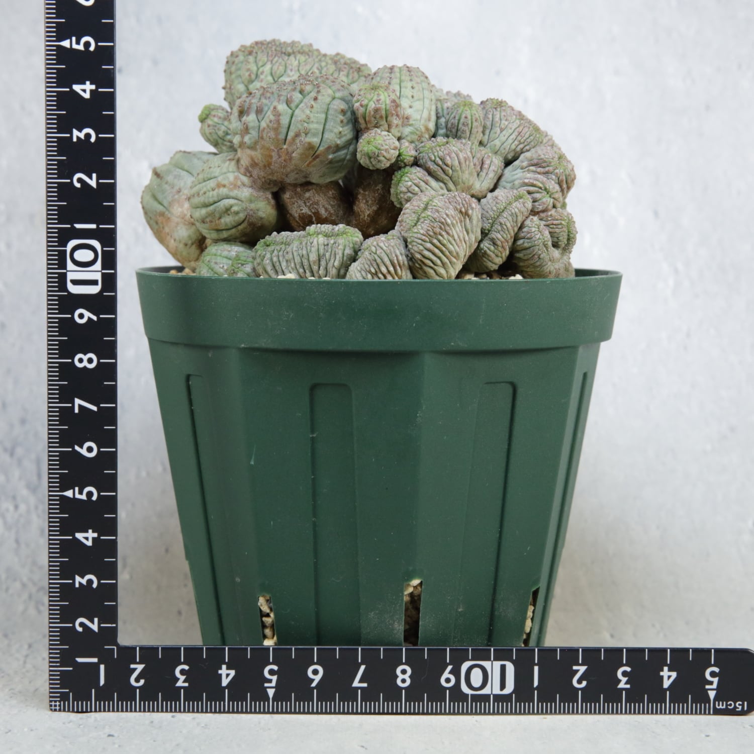 超厳選株】超大株 最大幅約11cm マルチヘッド 円扇綴化 オベサ