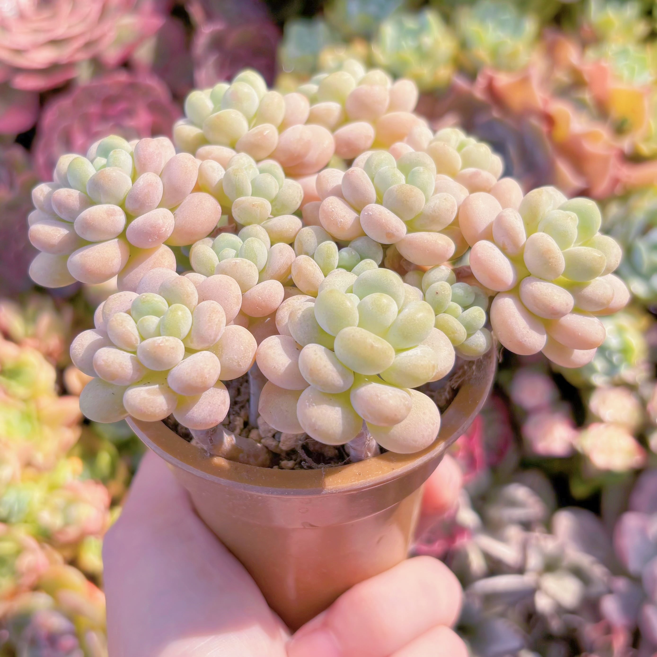 多肉植物 丸葉ストロベリーミルク 群生 新入荷 るる農園 | るる農園