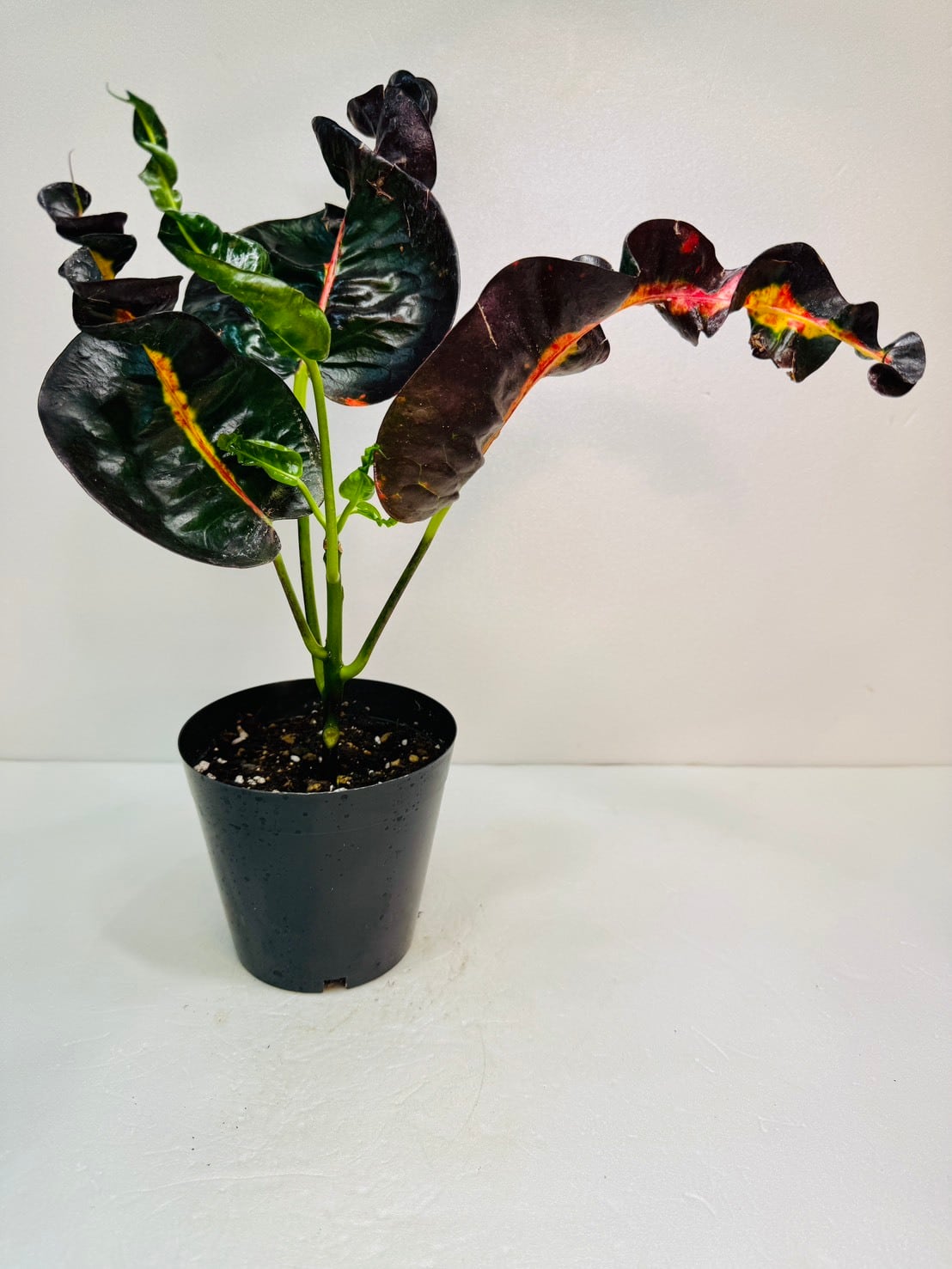 クロトン Prang Thip 4号 | 観葉植物と雑貨のお店 VIVAGREEN