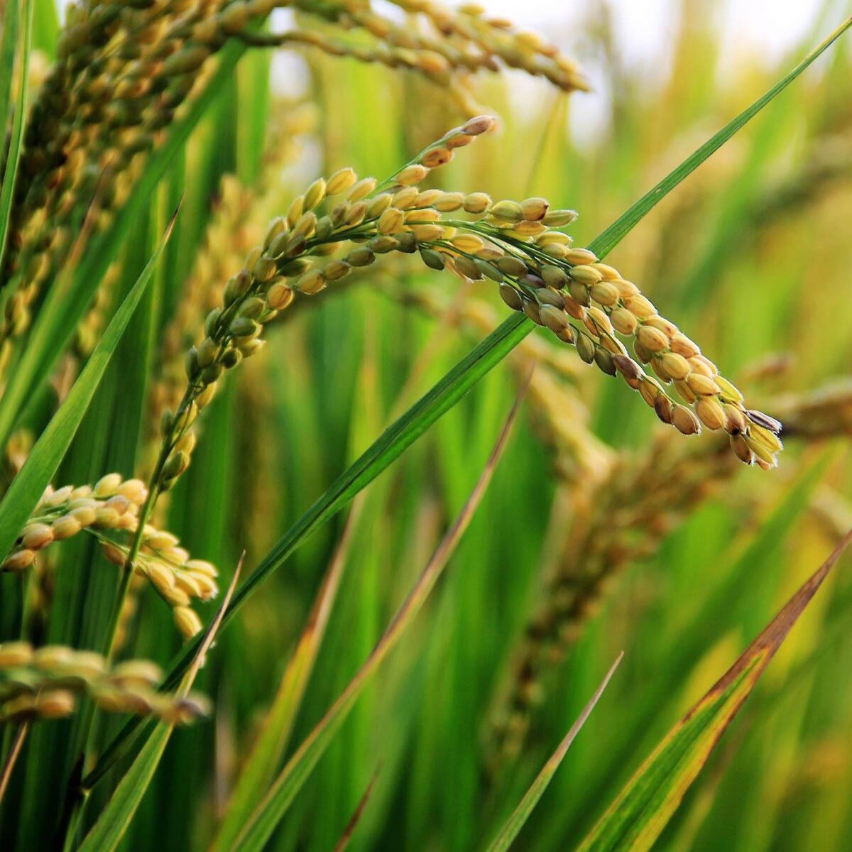 玄米コシヒカリ | 板倉ジェラート ニーナ