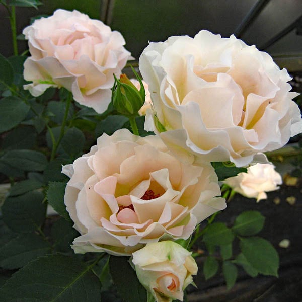 プチドール 結 クリスマスローズ 開花株（ツボミ付） | mateflowergarden