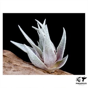 Tillandsia heubergeri (Bahia, Brazil)