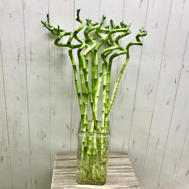 幸運竹 スパイラルバンブー ミリオンバンブー 60cm 10本 Plants Shop Olive