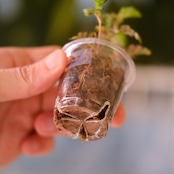 Phyllanthus urinaria 'Pink Variegated' / フィランサス・ウリナリア ピンク斑入り