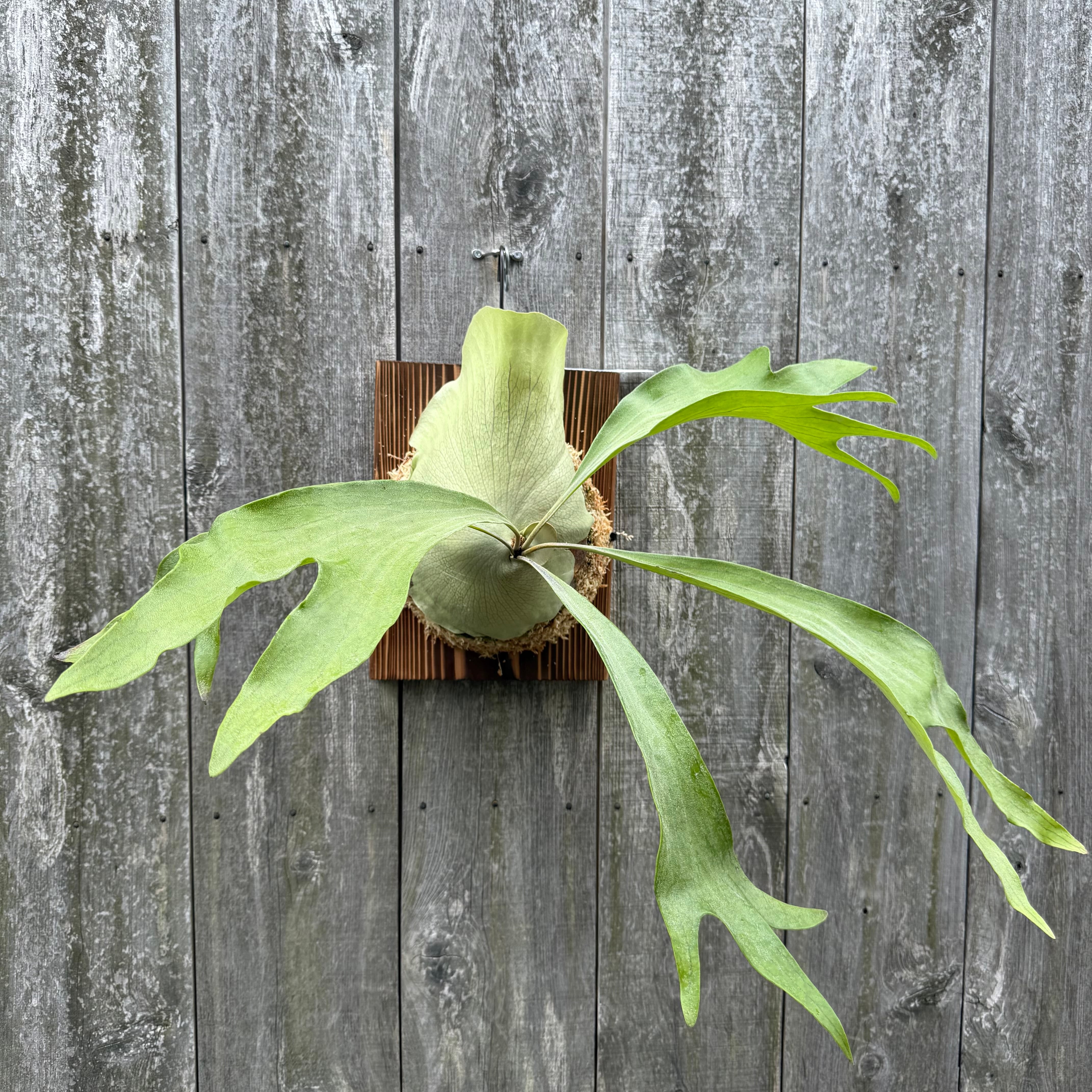 P. hillii cv. Night Star (pup) | naturefix