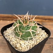 サボテン ギムノカリキュウム フェロシオール【12】