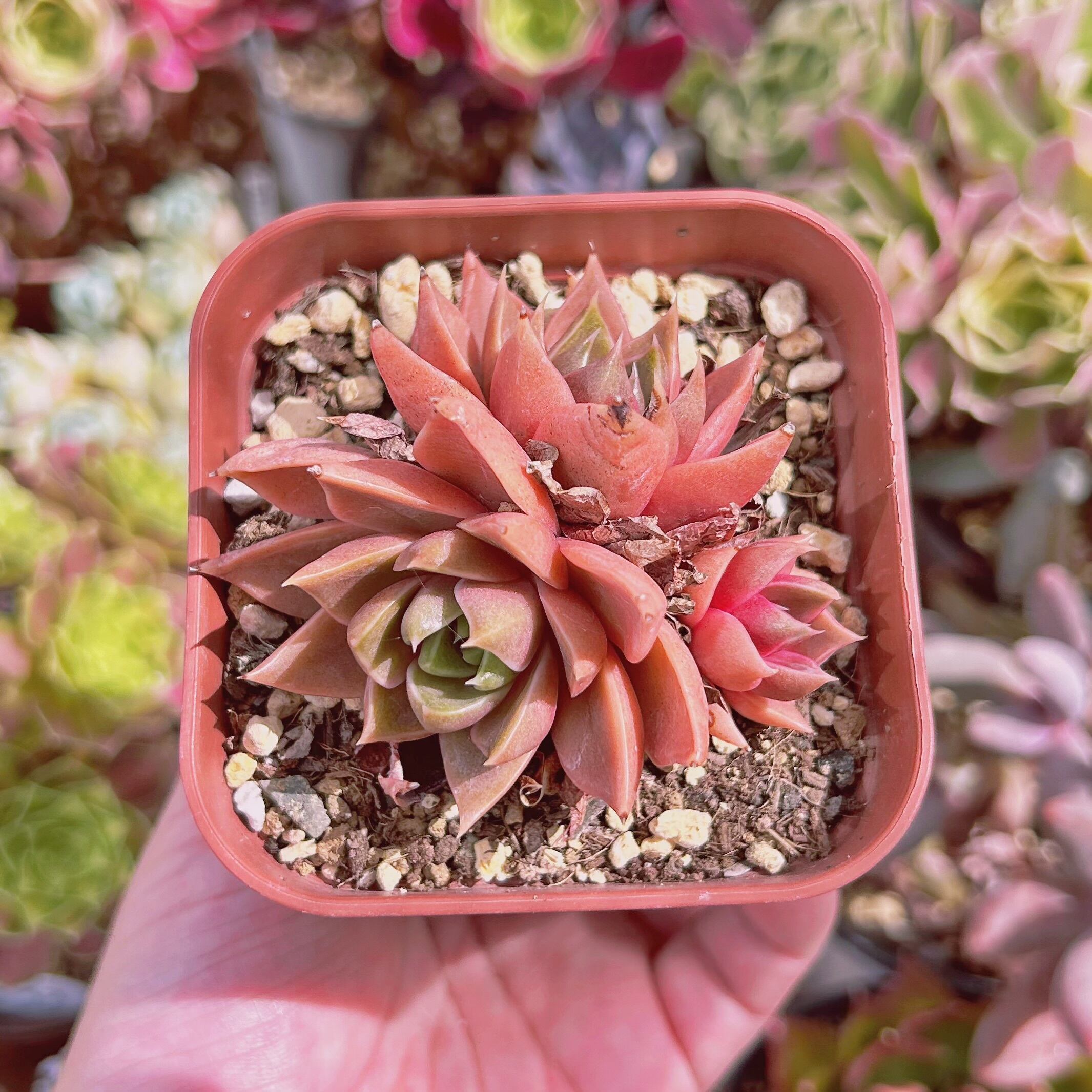 #1003現物　多肉植物　secret rose　抜き苗