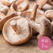 秀品【1kg以上】しいたけ