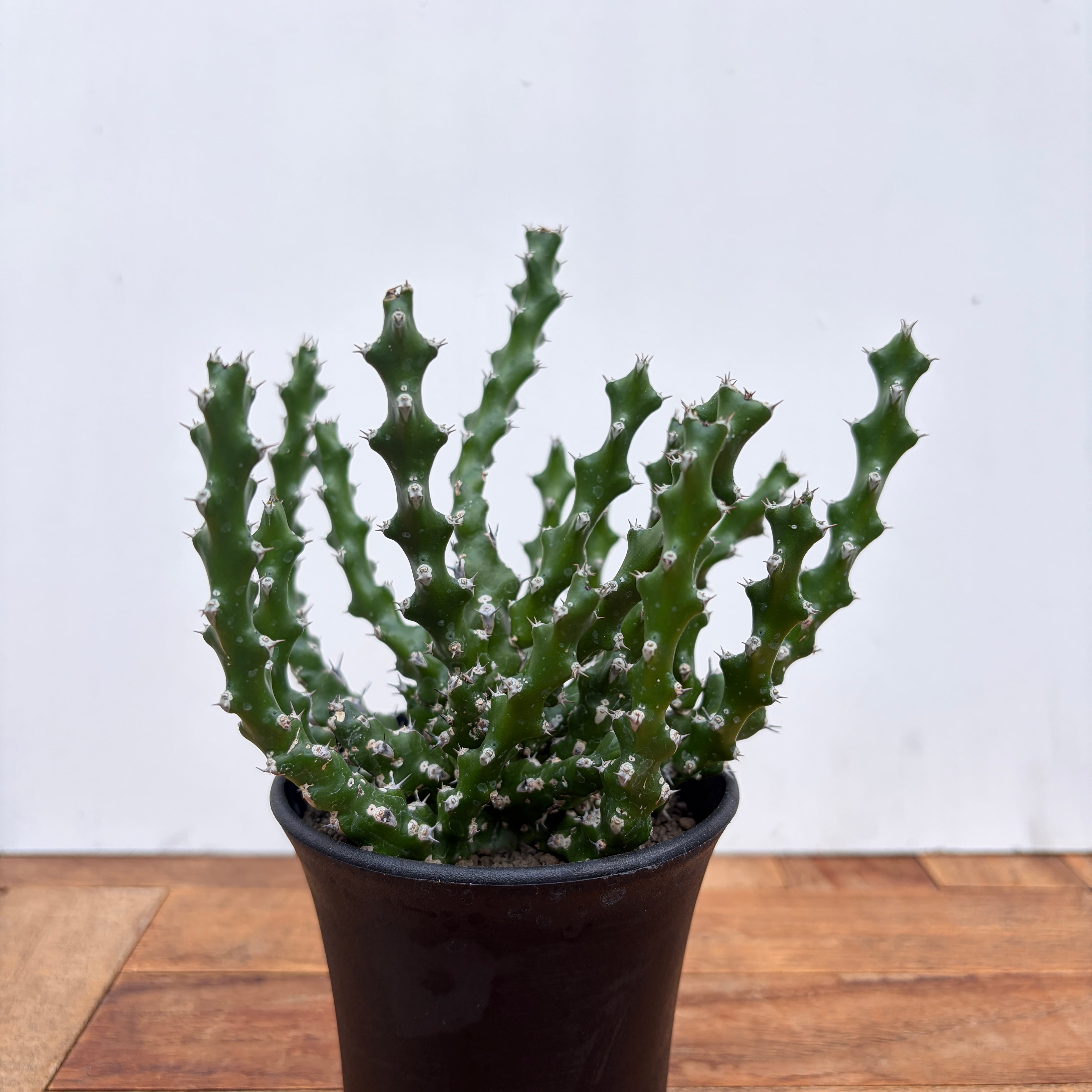 Euphorbia | RIMO'S GREEN 【Saboten & Succulent】