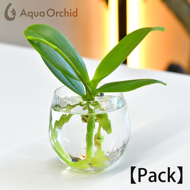 Aqua orchid 【パック】
