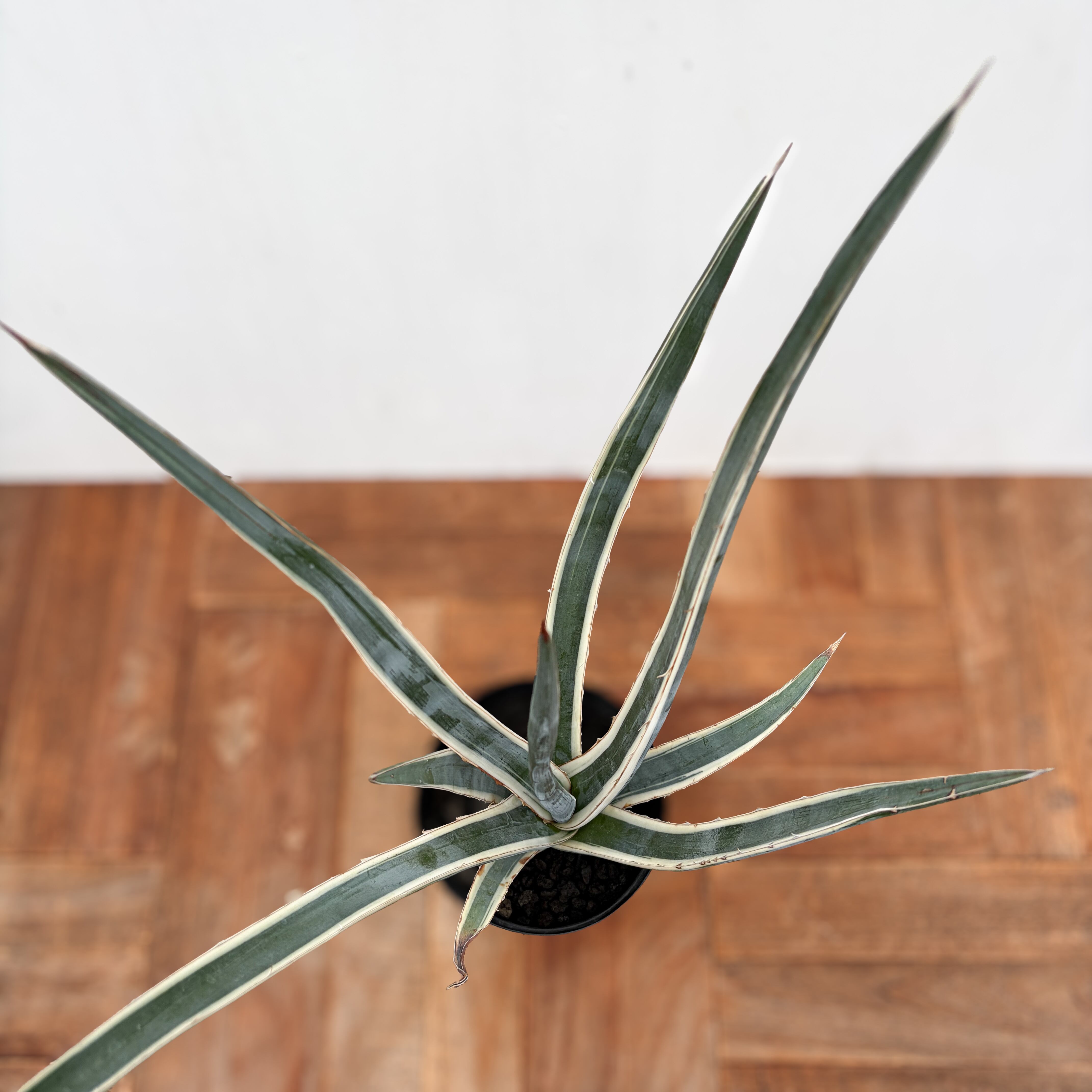 Agave lechuguilla marginata【アガベ・レチュギラ錦・白覆輪斑