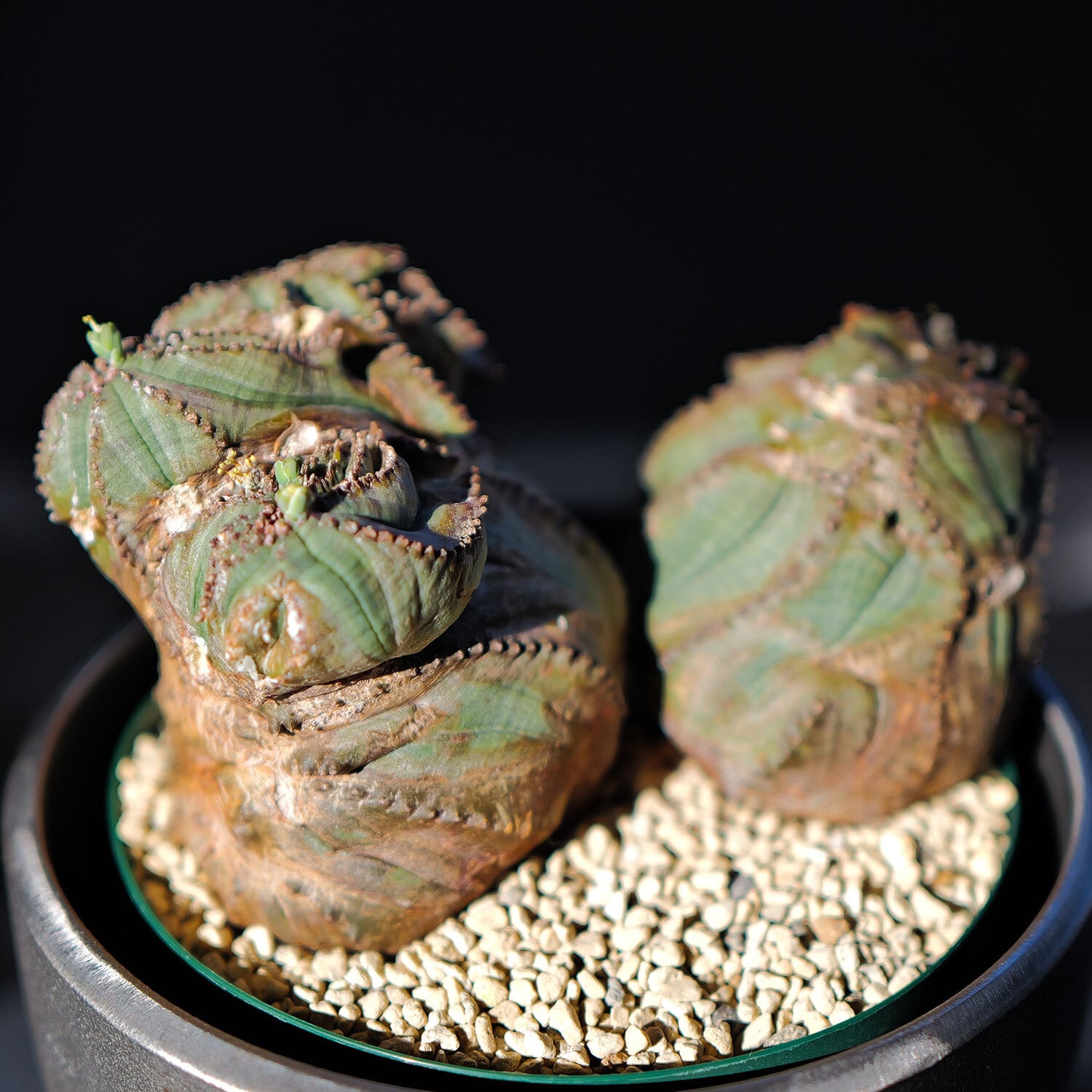 オス株【超厳選株】大株 最大幅約12.5cm ダブルヘッド 綴化 石化