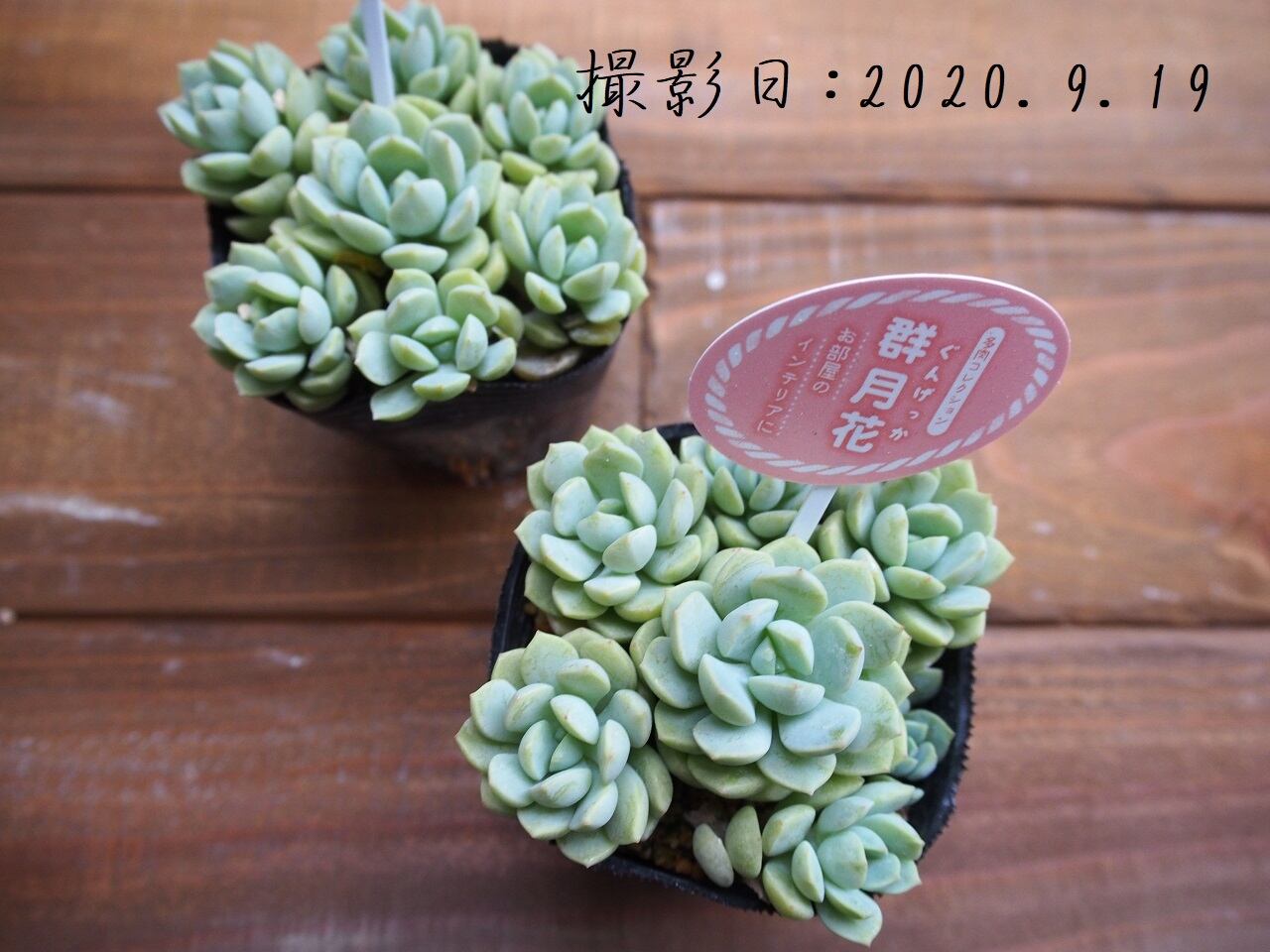 多肉コレクション 群月花 ぐんげっか エケベリア属 2 5号 多肉植物 多肉植物とガーデン雑貨 Macherie マシェリ