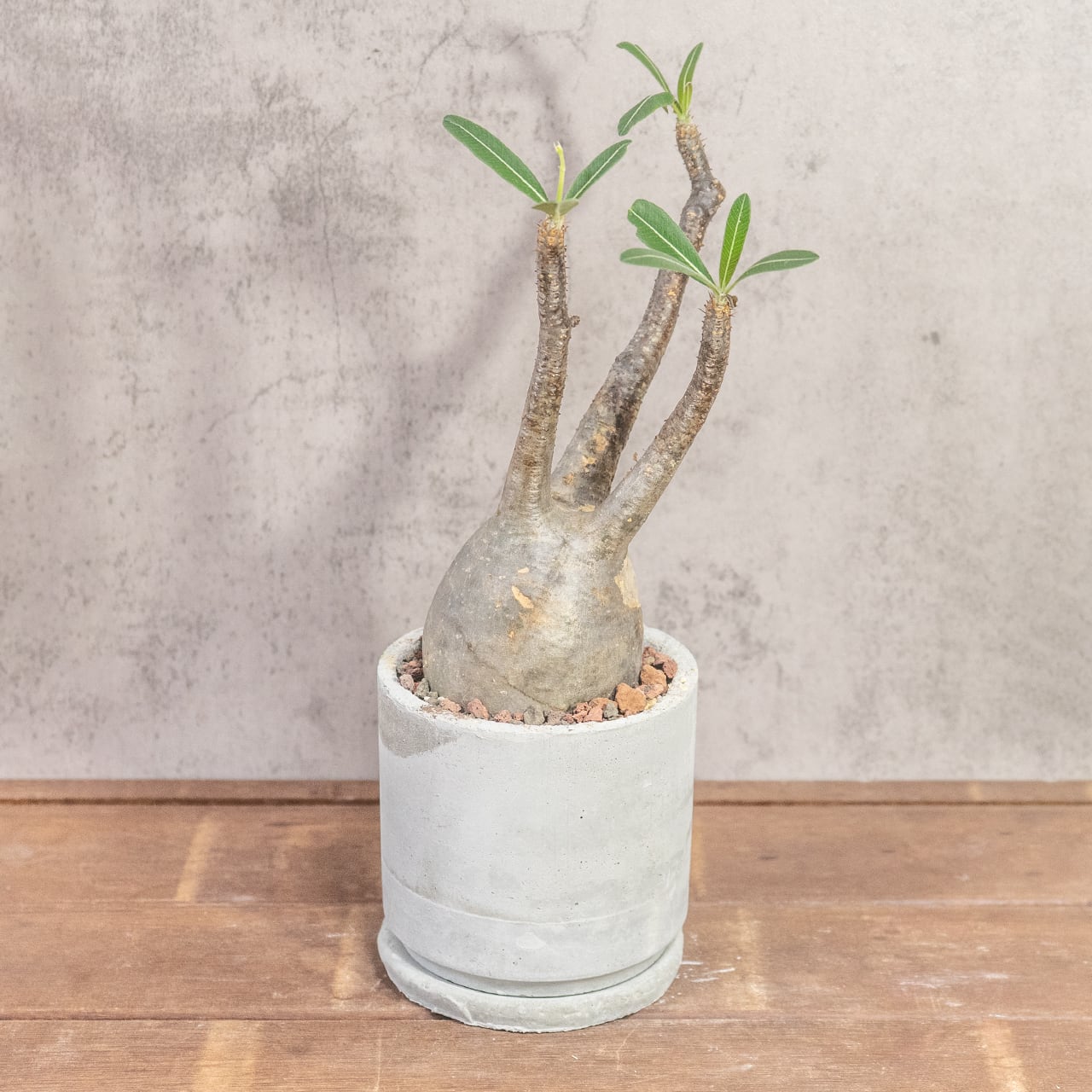 パキポディウム・グラキリス（胴回り約30㎝）｜大株ならではの圧倒的ボリュームと造形美【現地株／発根済／手作りモルタル鉢】