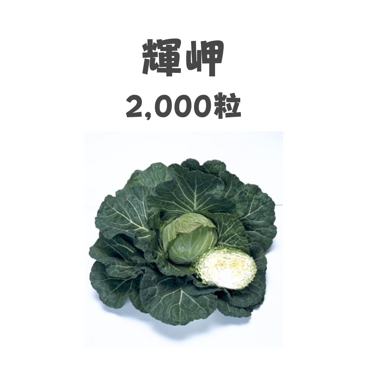 輝岬 キャベツ種子・2,000粒