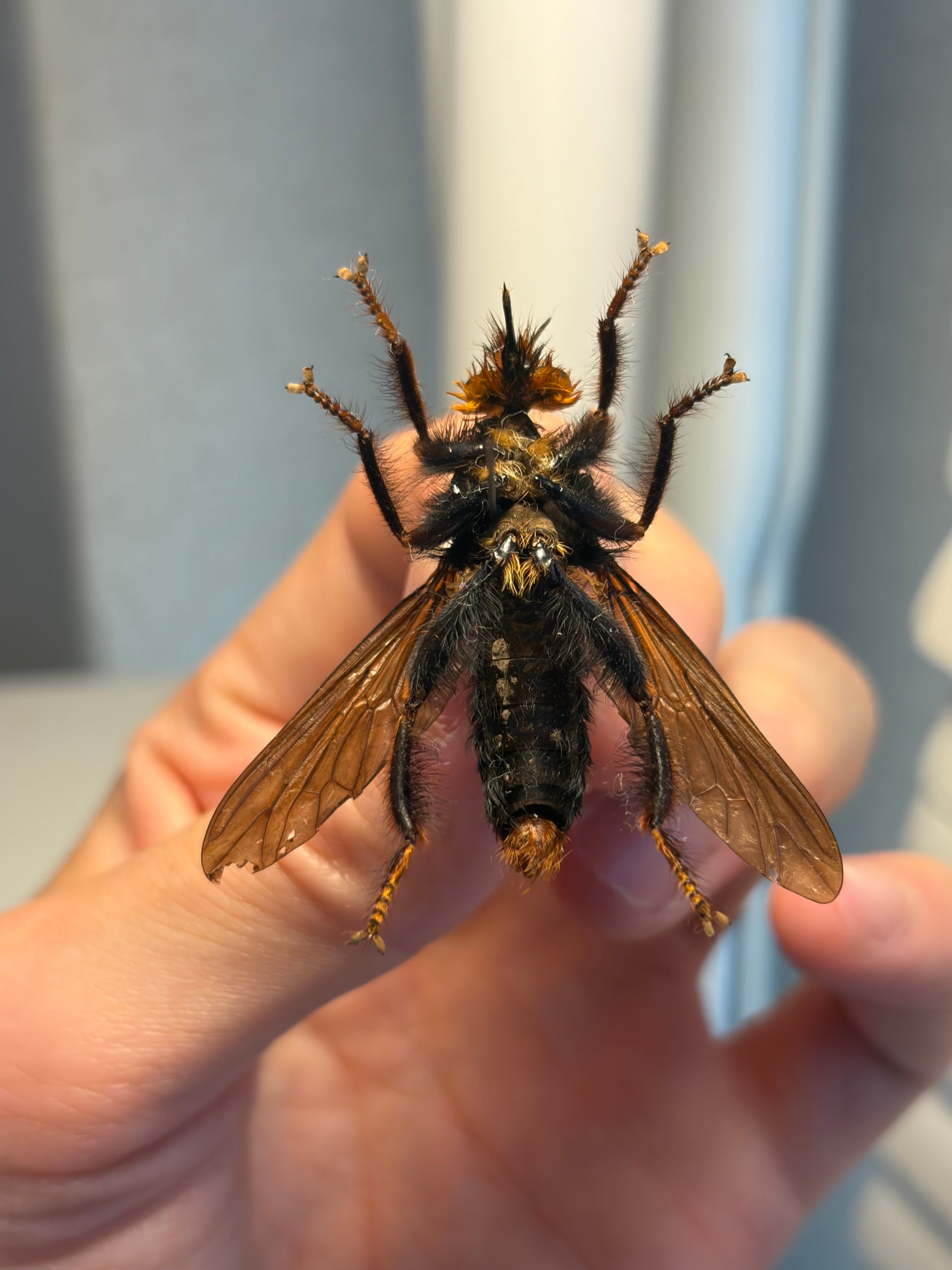 ムシヒキアブの一種 ハエ ベルゼバブ キエリアブラゼミ 蝉セミハエハチベルゼバブ ムシヒキアブの一種 ハエ ベルゼバブ キエリアブラゼミ 蝉セミハエハチ