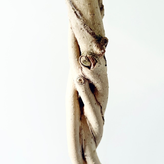 フィカス ベンジャミン ゴールデンプリンセス 豪華4本編み込み仕立て｜限定品｜calm cafe