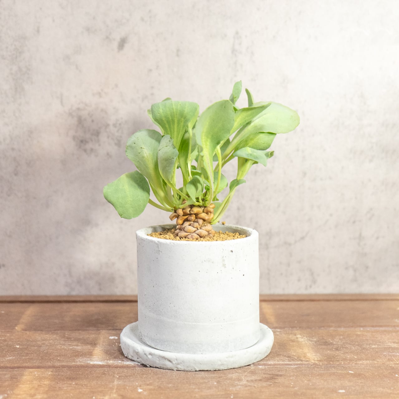 手づくりモルタル鉢が引き立てるオトンナ・ヘレー。無機質な質感と有機的な造形美が融合した、モダンな佇まいの一点物セット|虫発生抑制