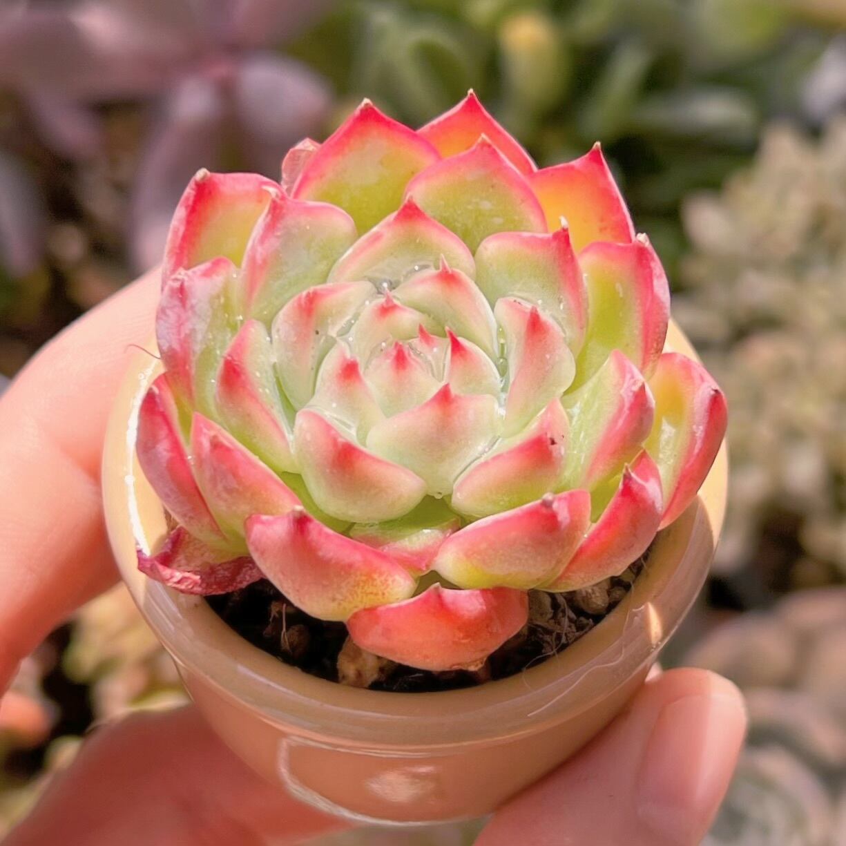 多肉植物 ピンククリスタル(小) 新入荷 るる農園 | るる農園~多肉植物専門