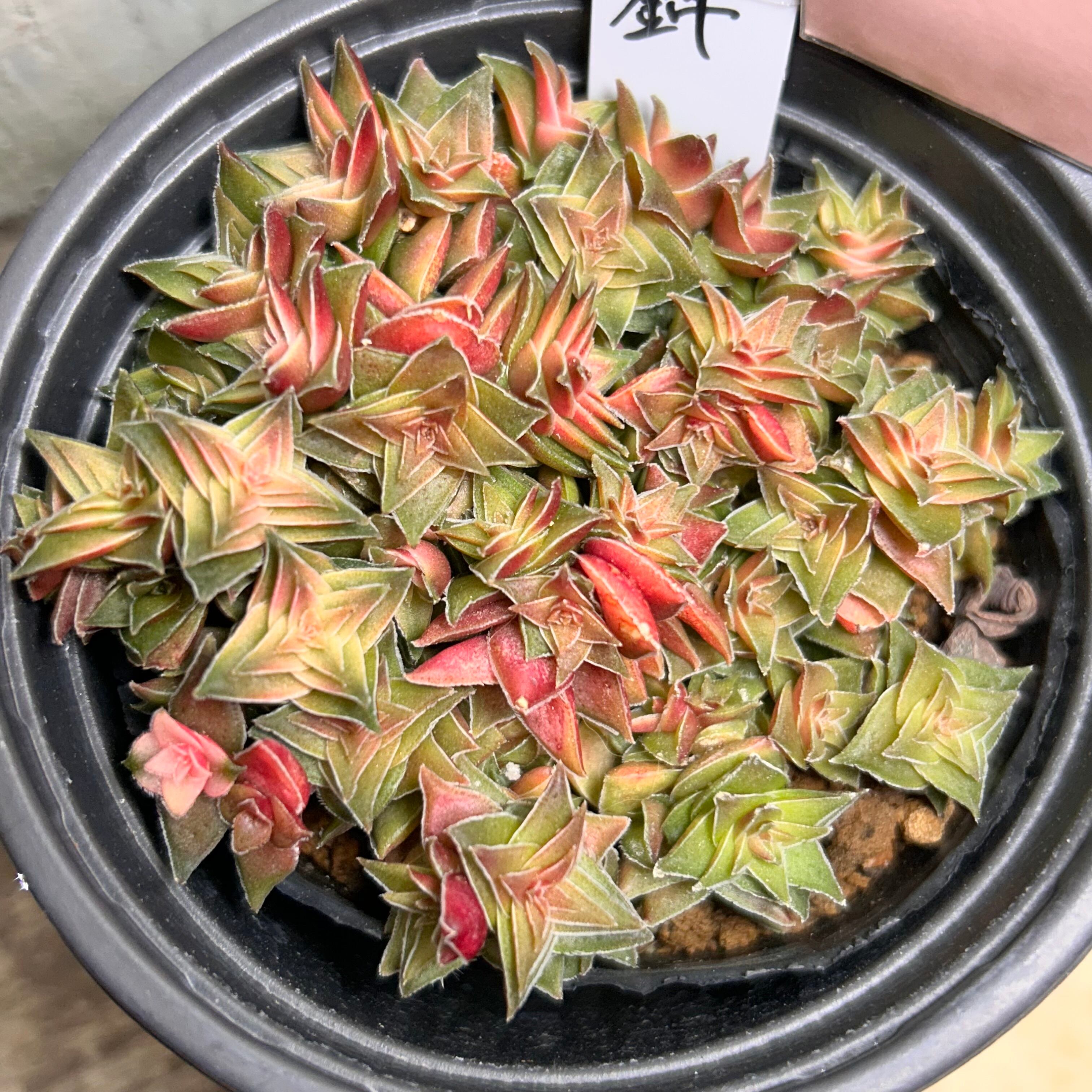 錦 | RuPo 多肉植物専門店