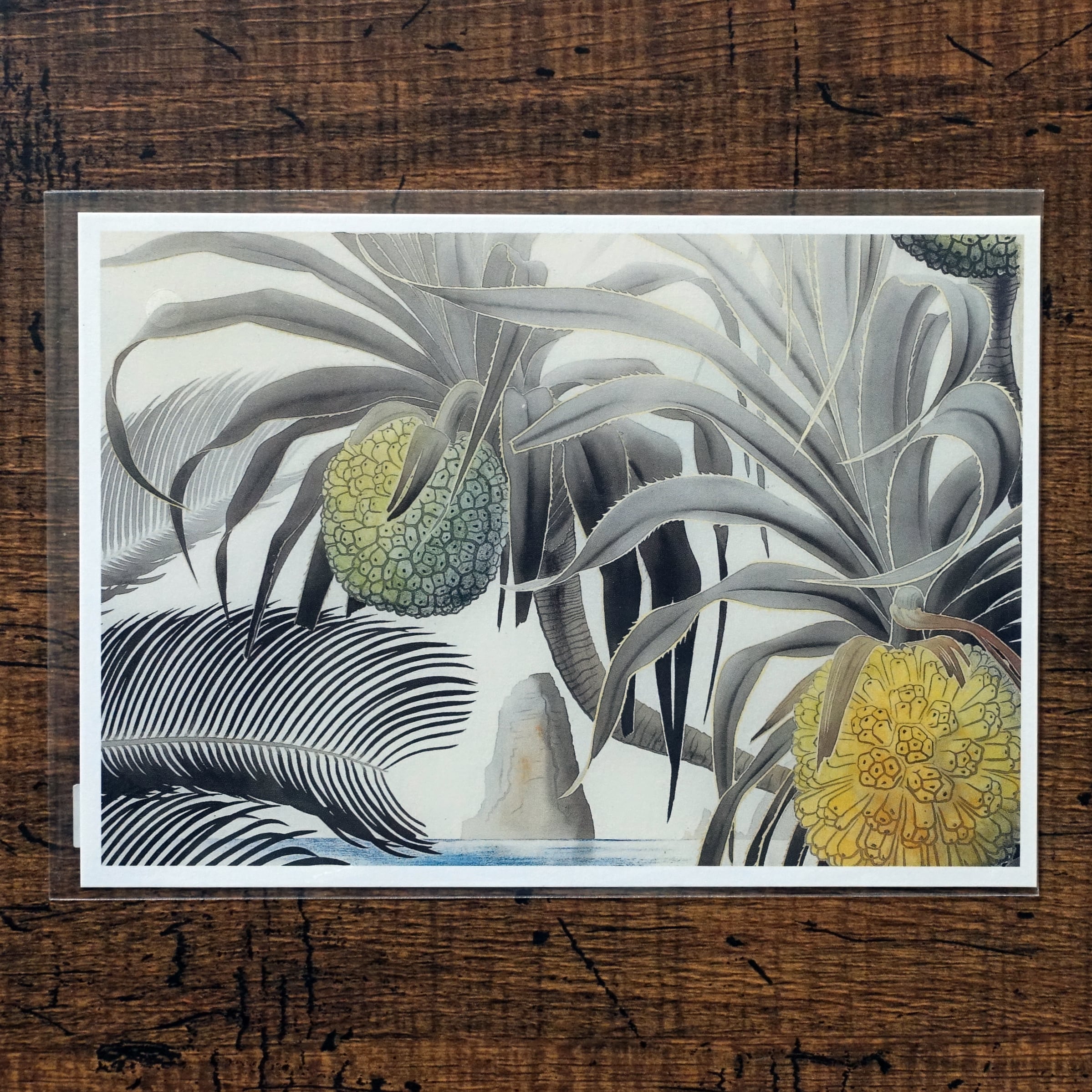 田中一村 「ソテツとアダン」ポストカード2枚セット | タイムカプセル