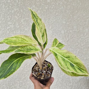 ①《Aglaonema White Aurora》アグラオネマ ホワイトオーロラ　観葉植物 ／ レッドリーフ／ポット発送