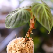 フィロデンドロン エルチョコレッド / Philodendron "El Choco Red"⑬ / 観葉植物<育て方・花言葉>